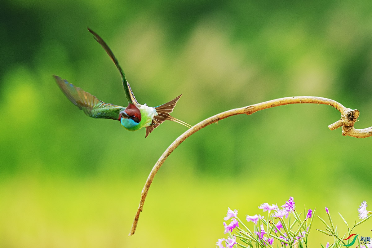 DSC_6435-����ǿ.jpg