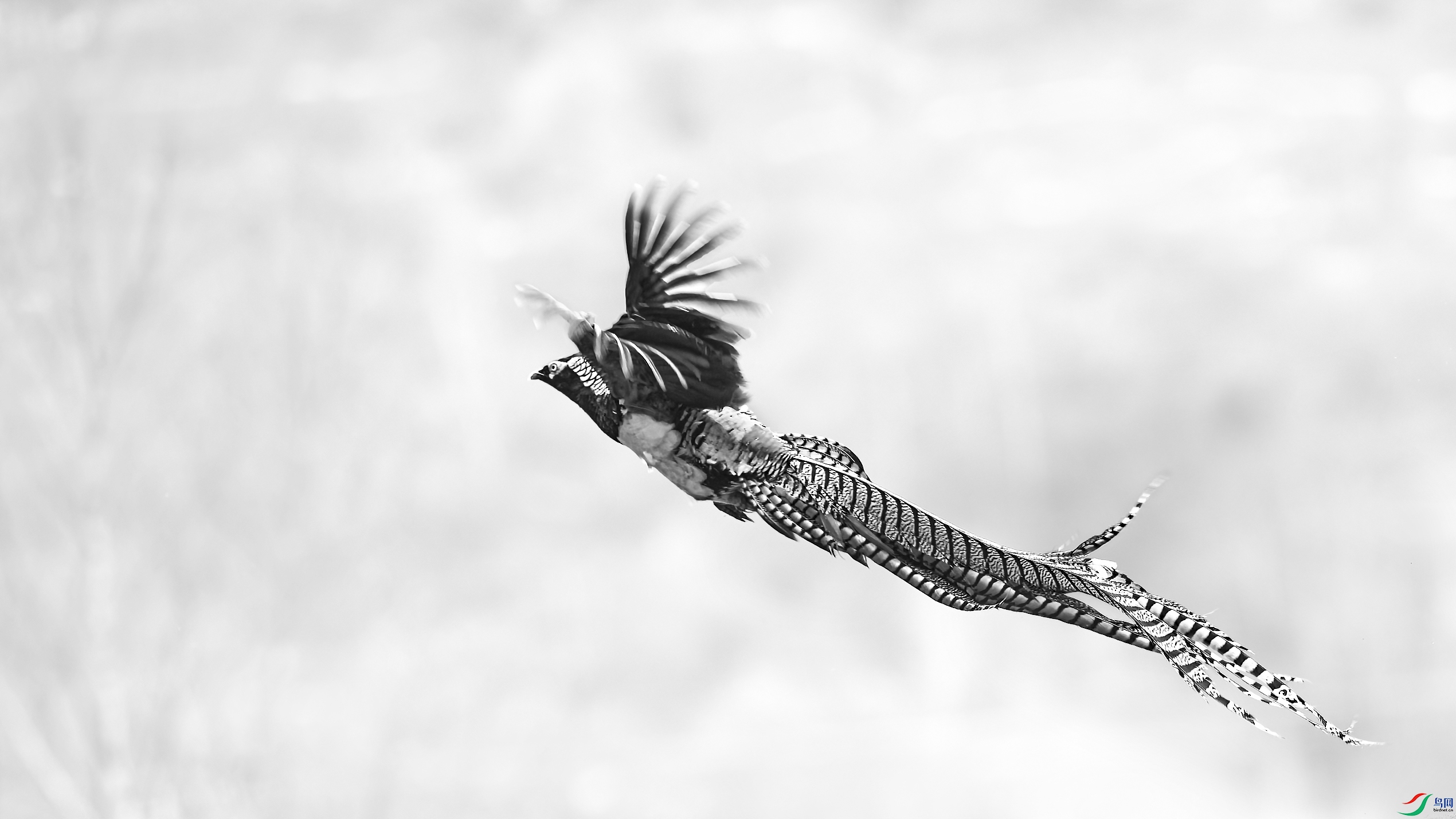 _DSC8973_DxO.jpg
