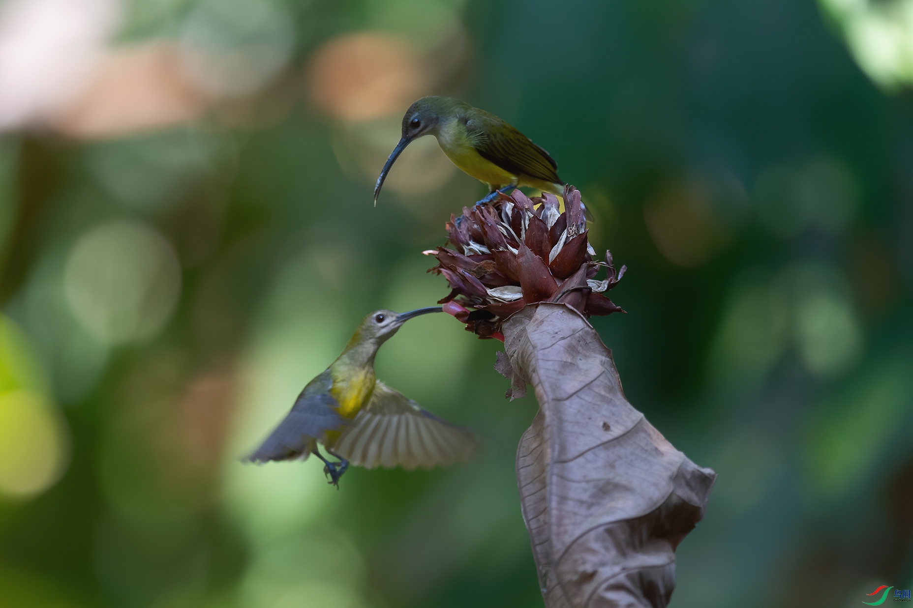 DSC_6447_DxOa.jpg