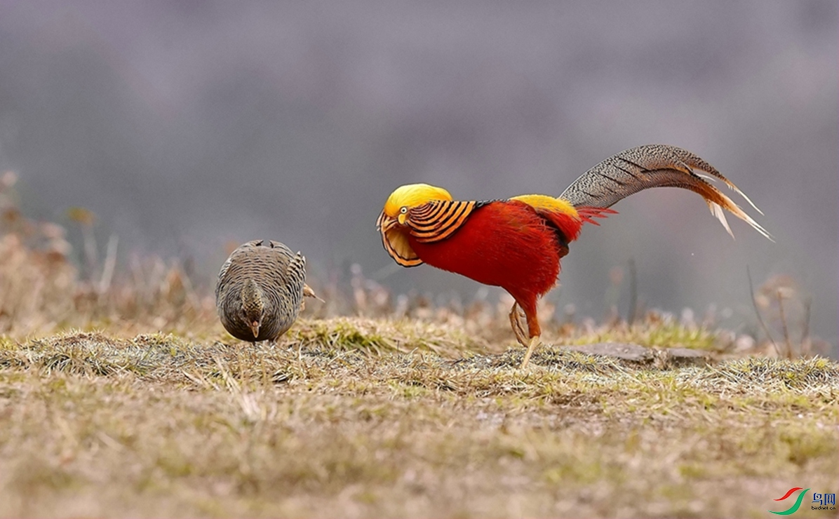 ϲ����ͷ��