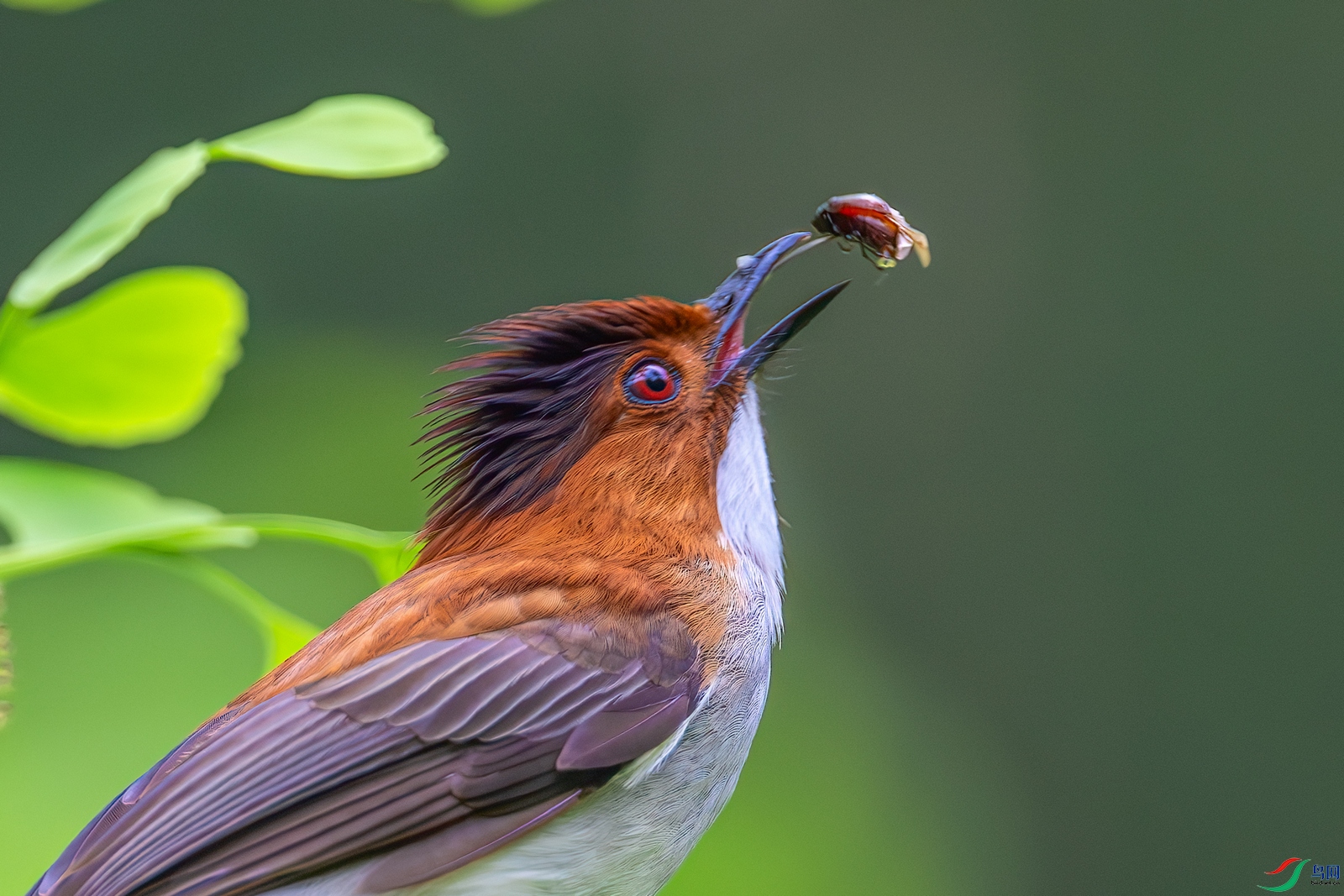 DSC_6163-����ǿ-NR ����02.jpg