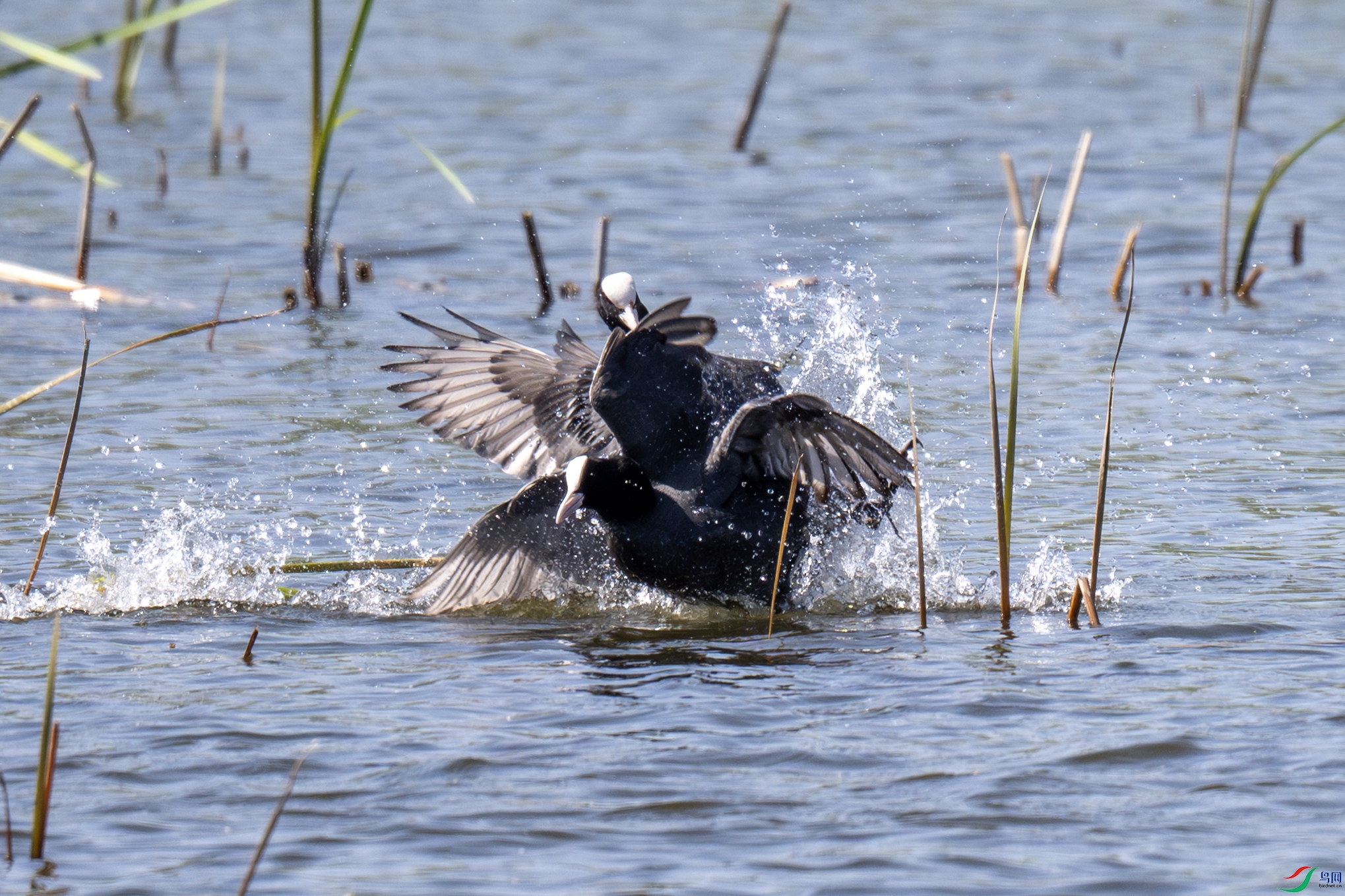 DSC_2217-����.jpg