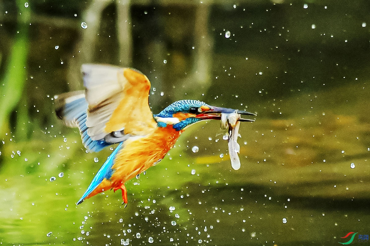 DSC_8888.jpg