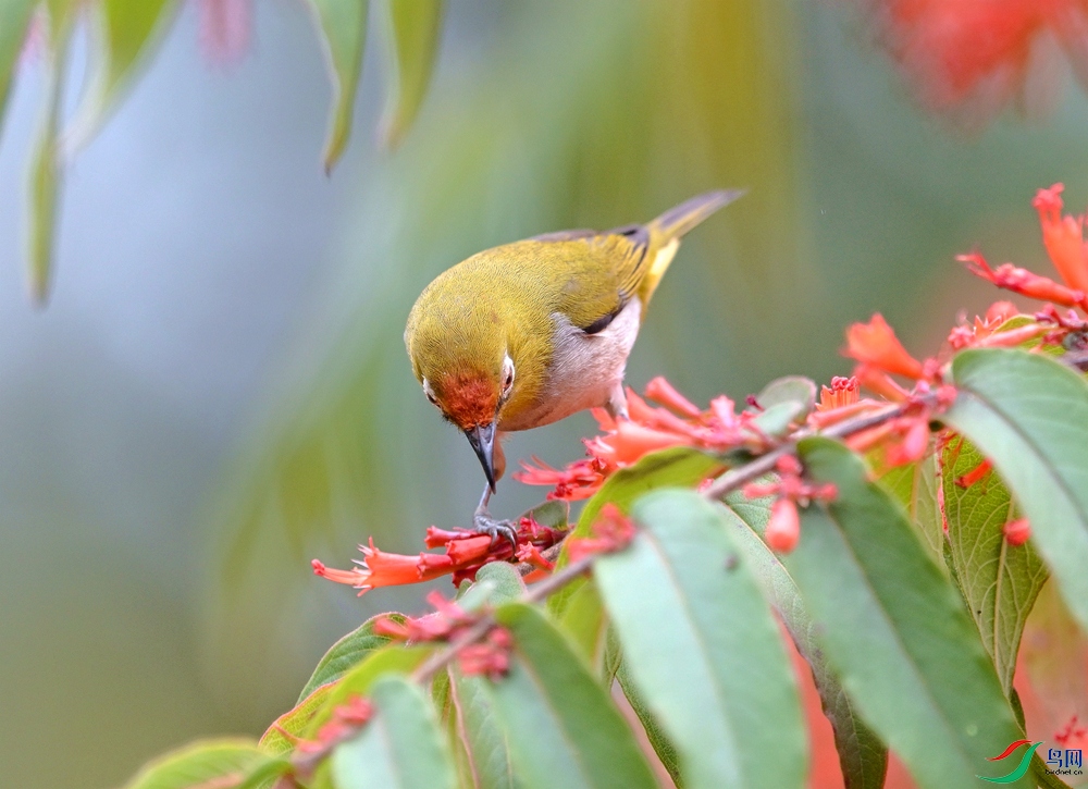 ���������� (7).JPG