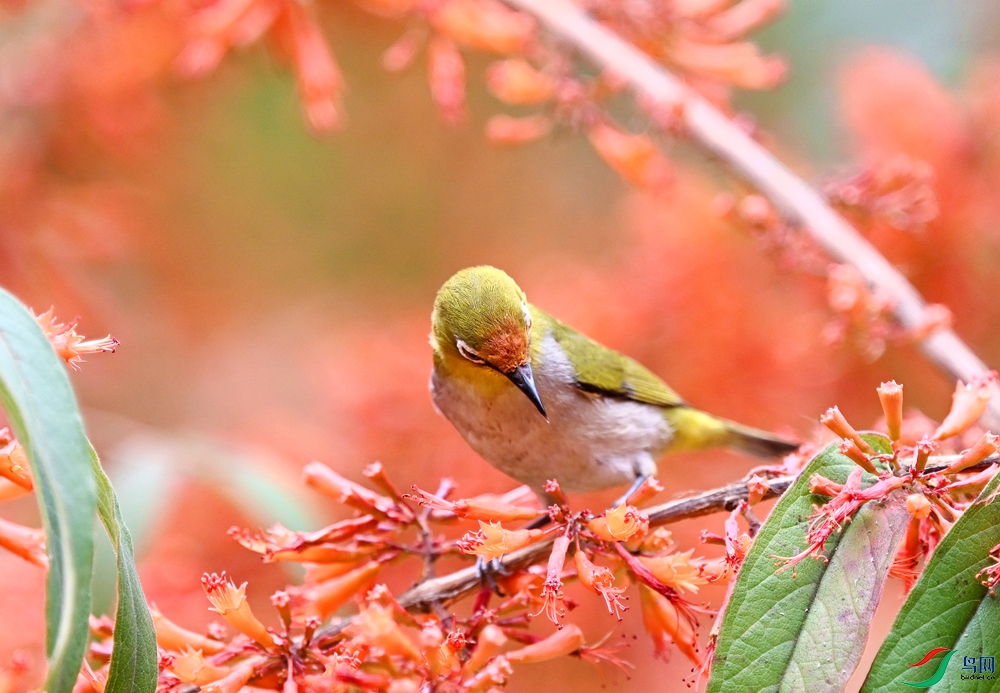 ���������� (3).JPG