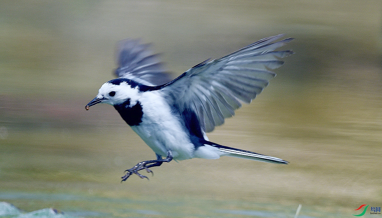 ABW_4174.JPG