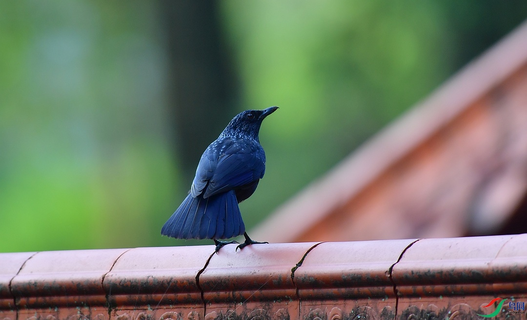 DSC_7799.JPG