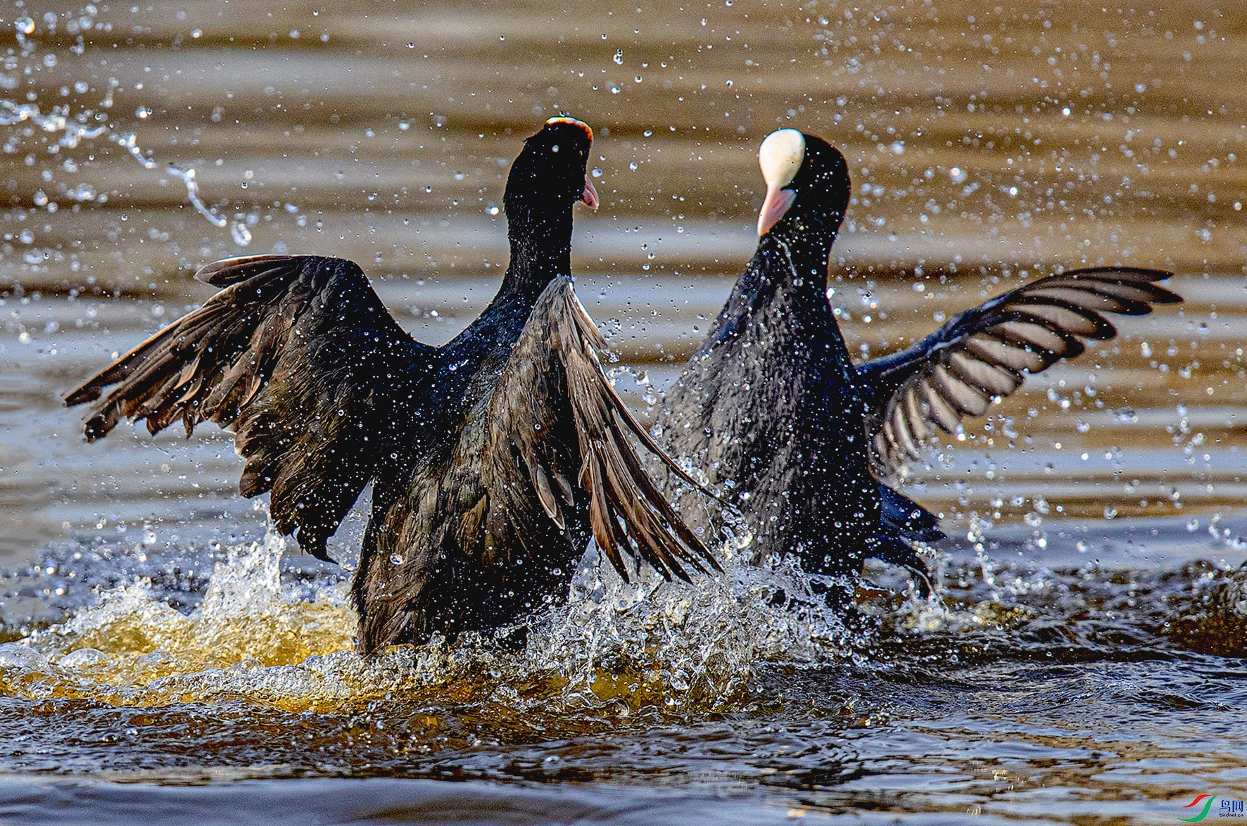 _90I4945 ����.jpg