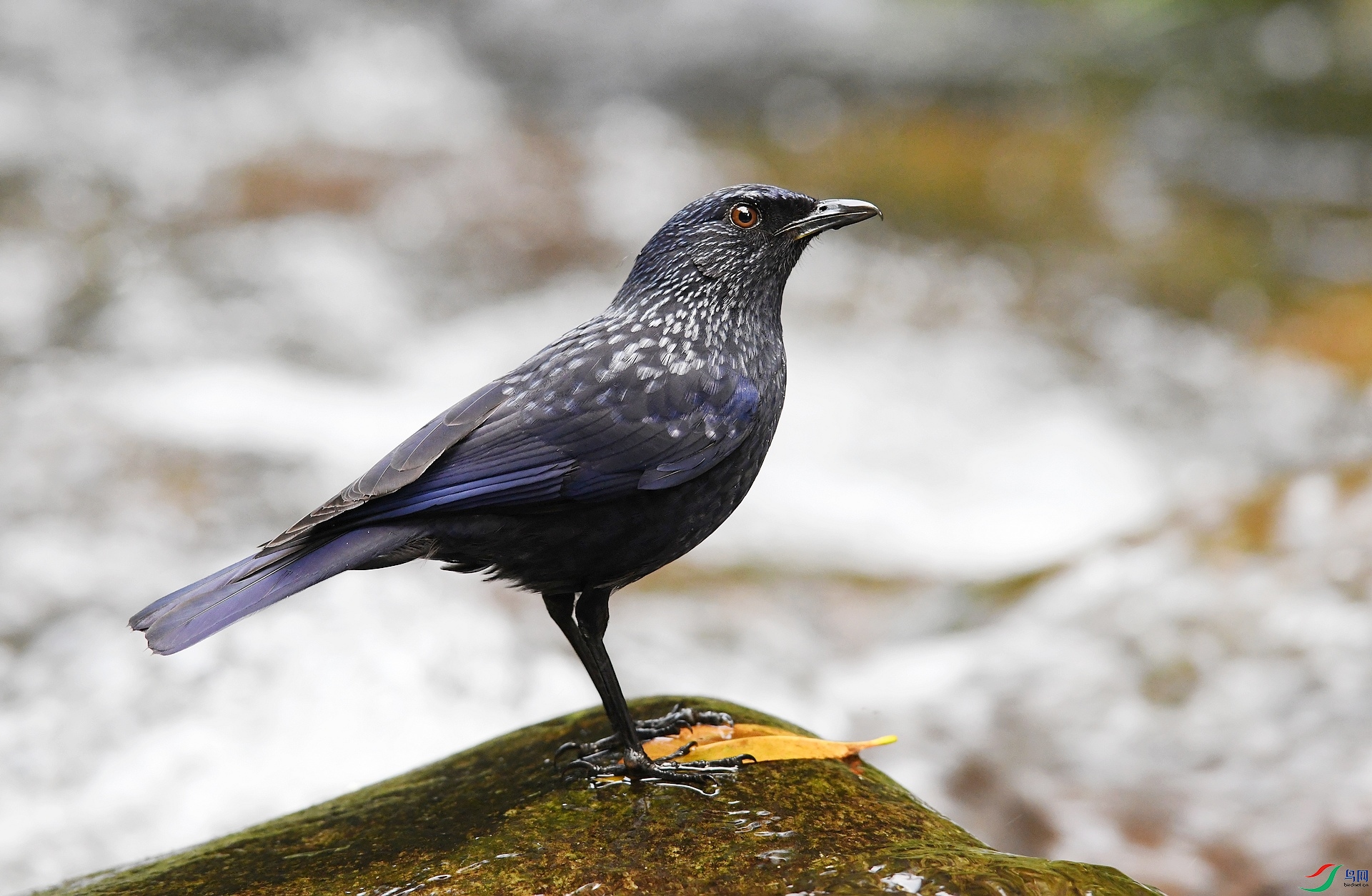 DSC_6938.jpg