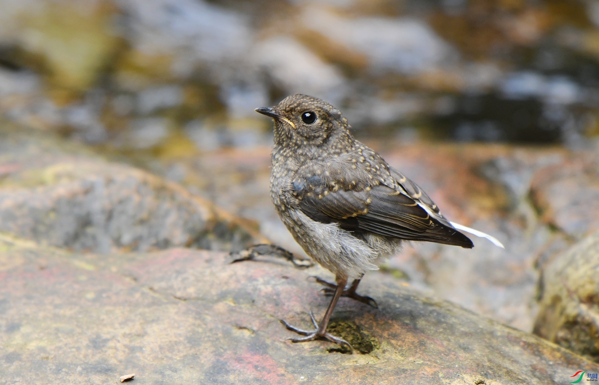 DSC_7195.jpg