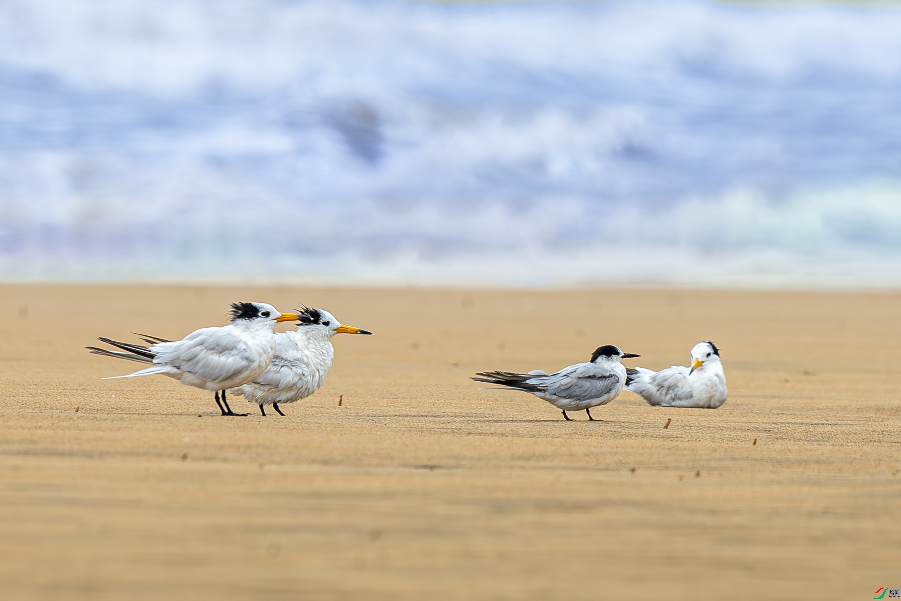 _72A2232-����ǿ-NR.JPG