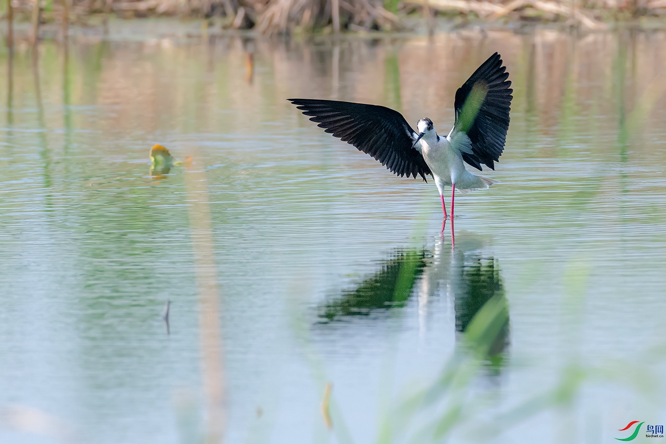 DSC_6452AB.jpg