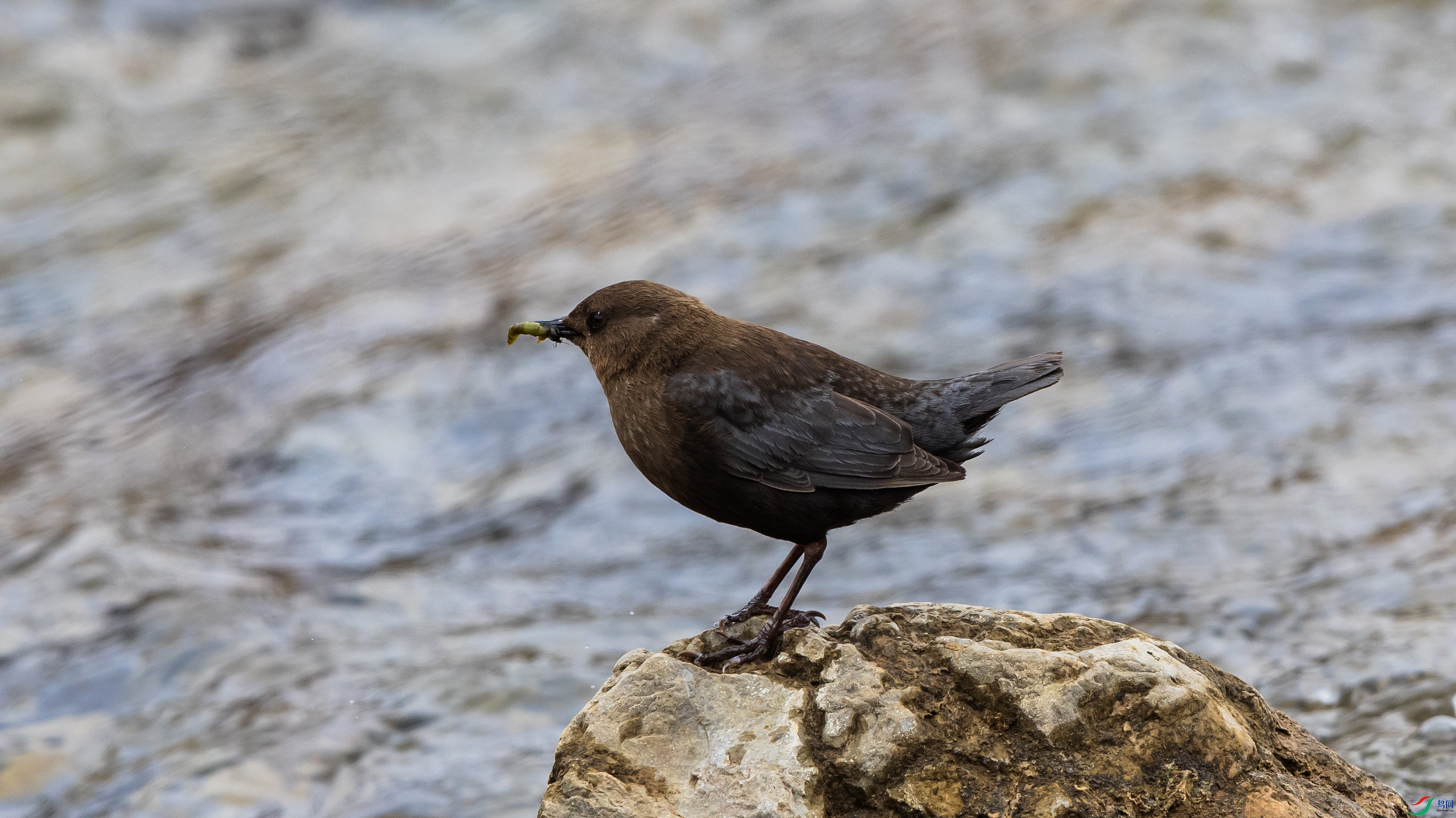 _O7A5517 ����.jpg