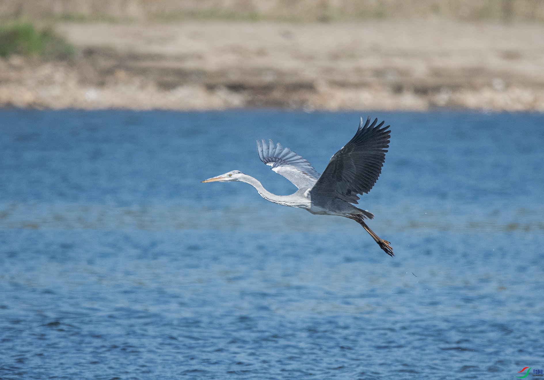 DSC_4532 ����.jpg