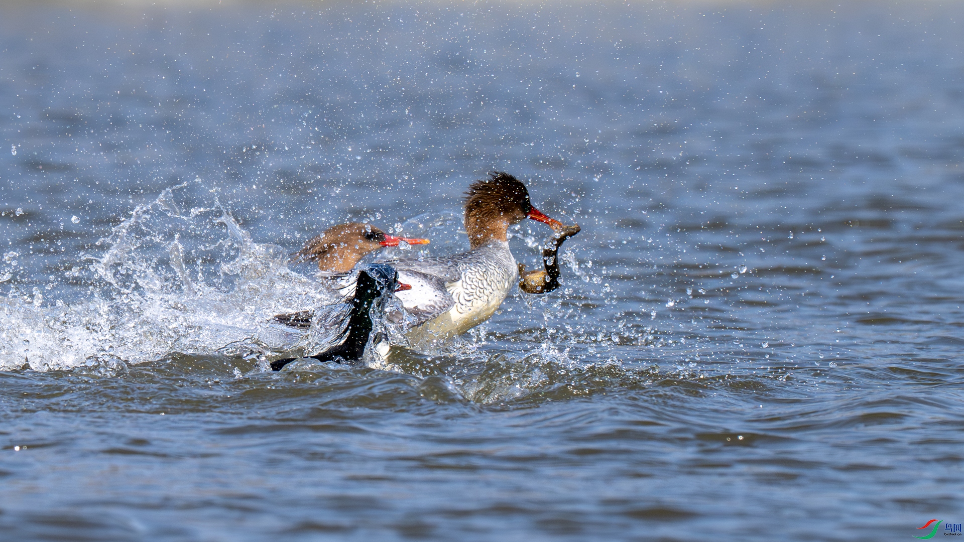 DSC_2401-1_����.jpg