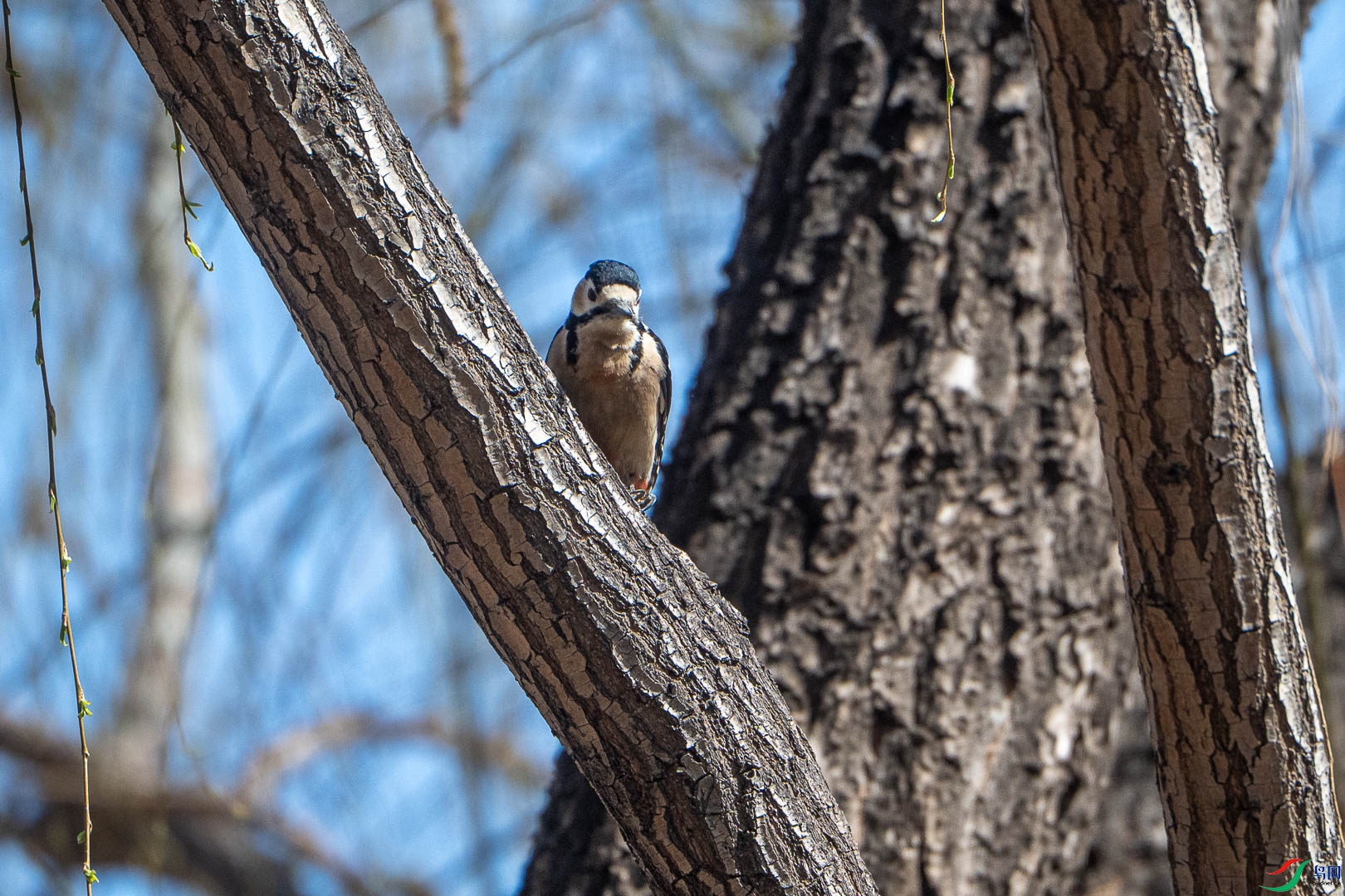 DSC      _4235_2.jpg