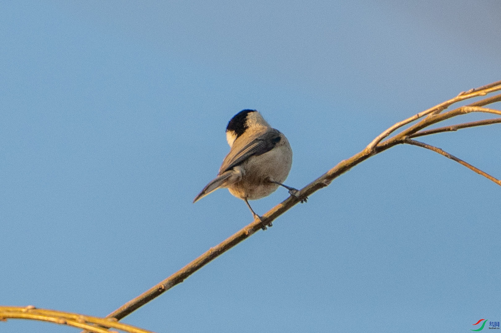 DSC_2442.jpg