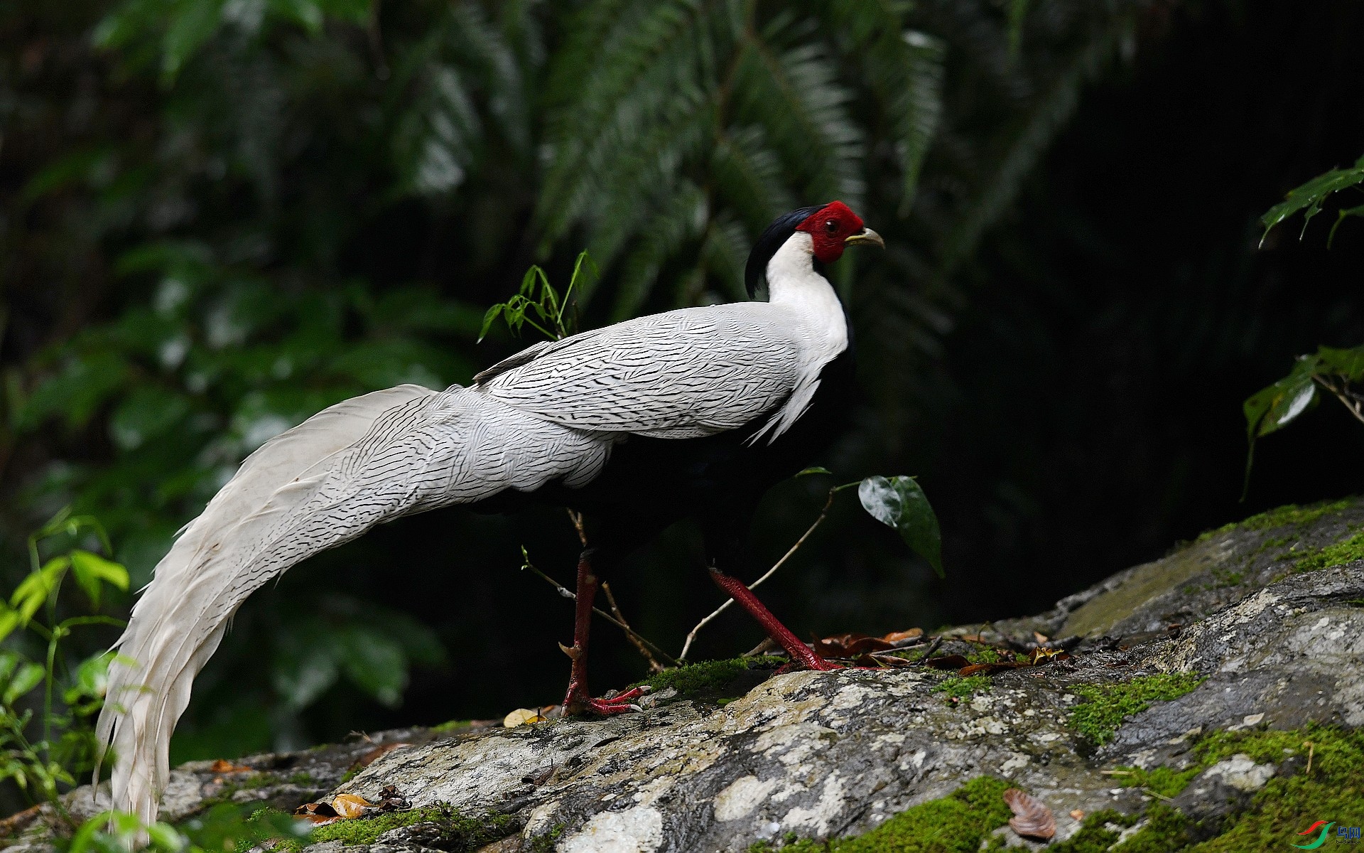 DSC_0979.jpg