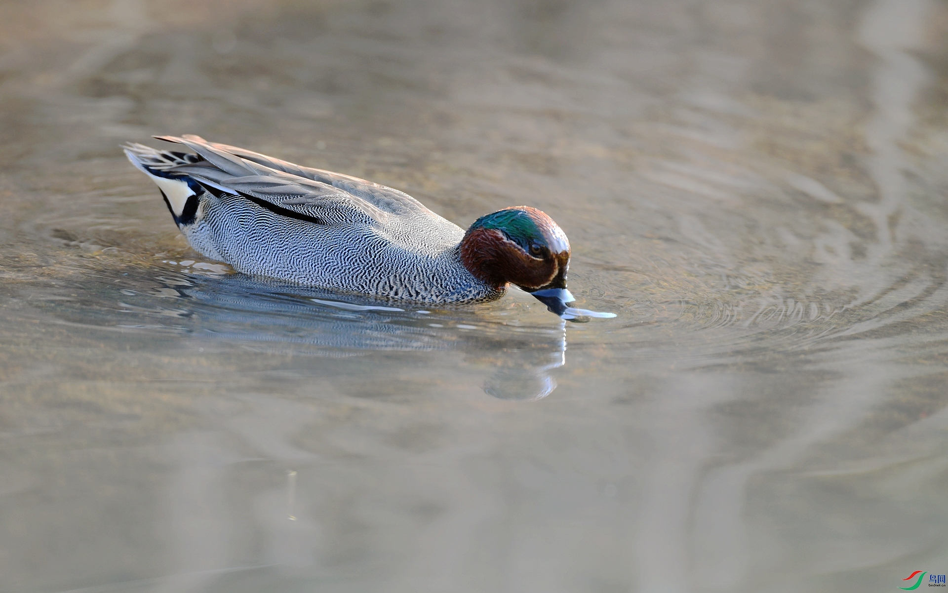 DSC_8961.jpg
