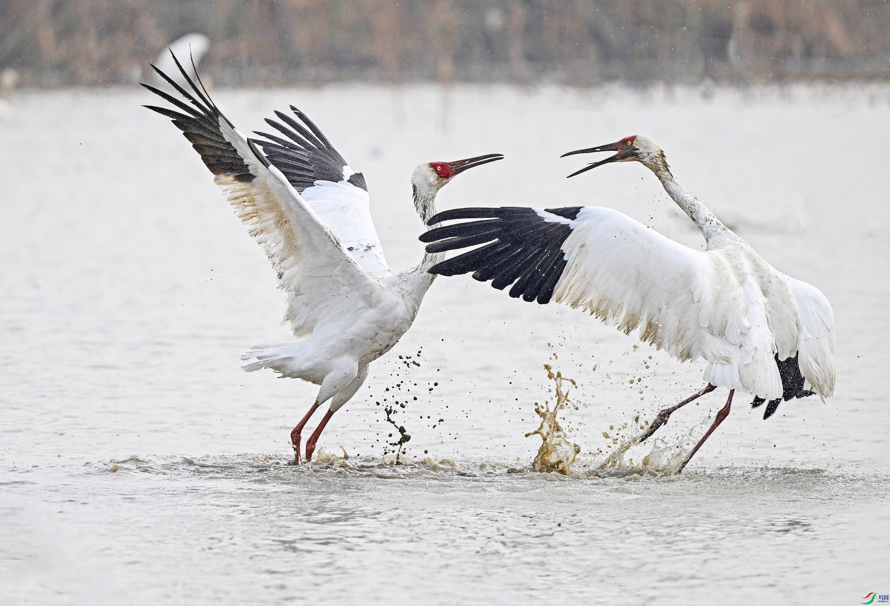 DSC_4453--1���� ��������.jpg