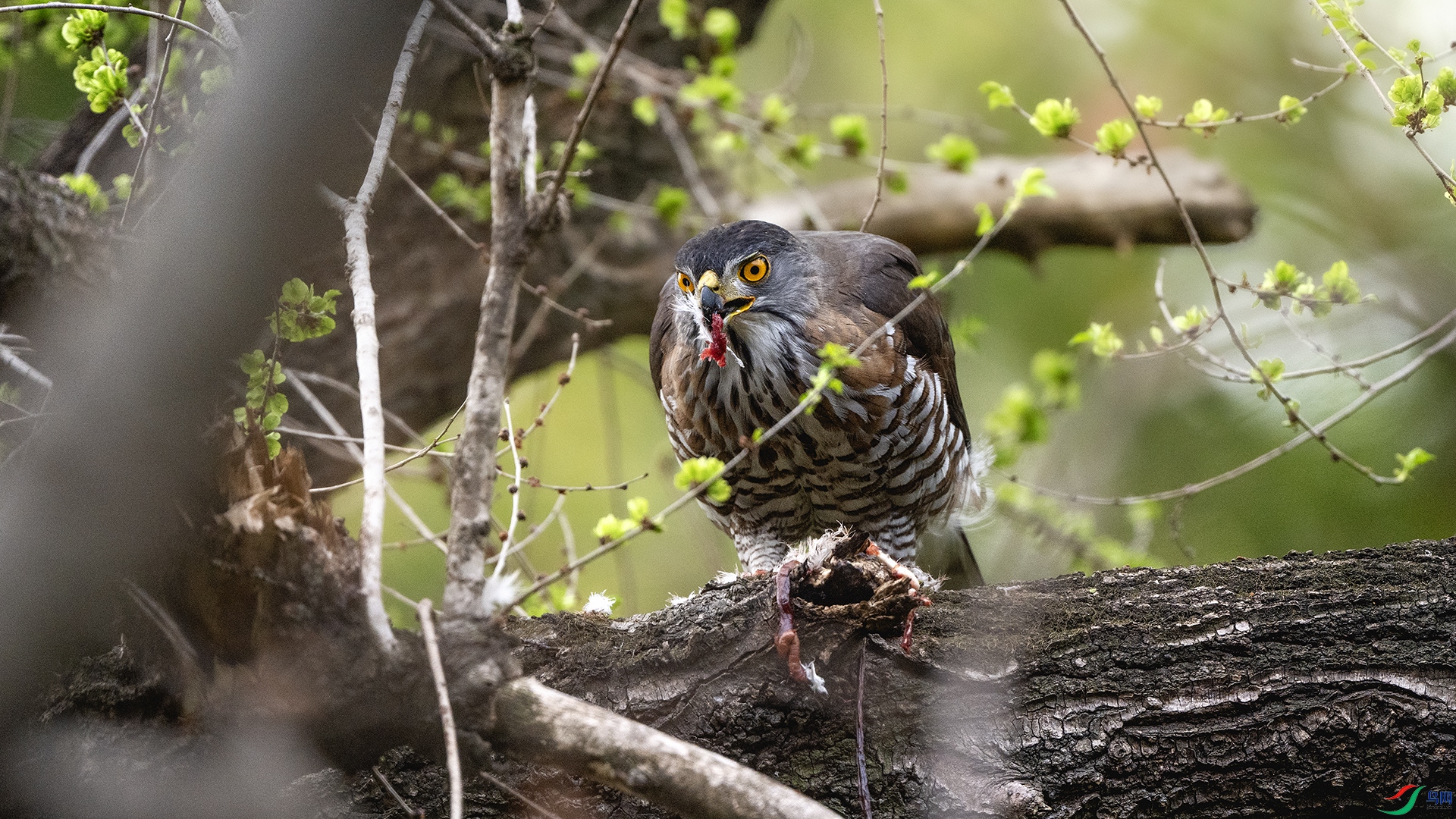 DSC_0345 ����.jpg