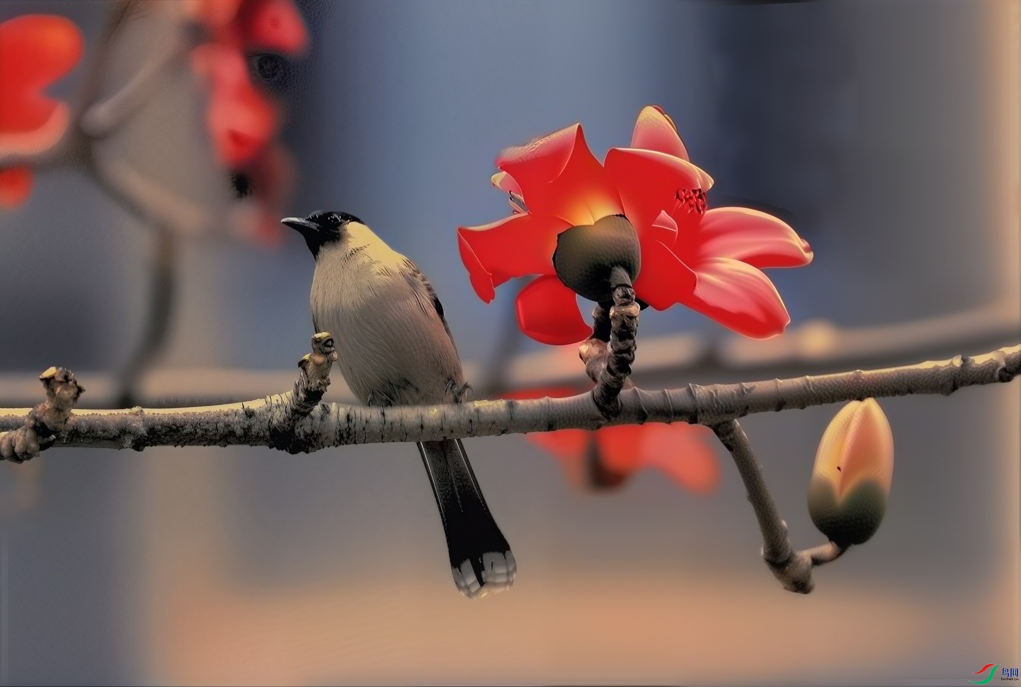 ���޺�����