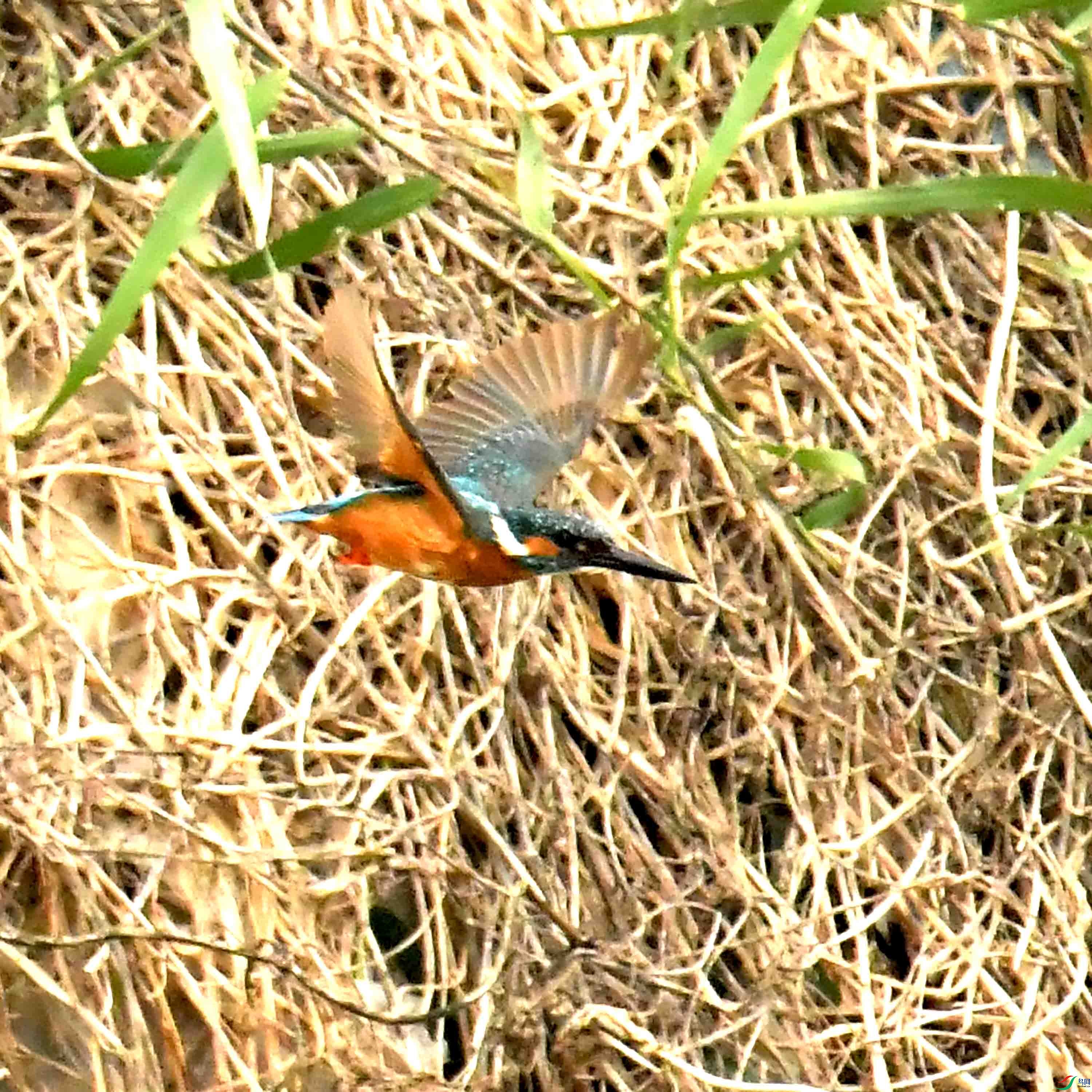 DSC_0960.JPG