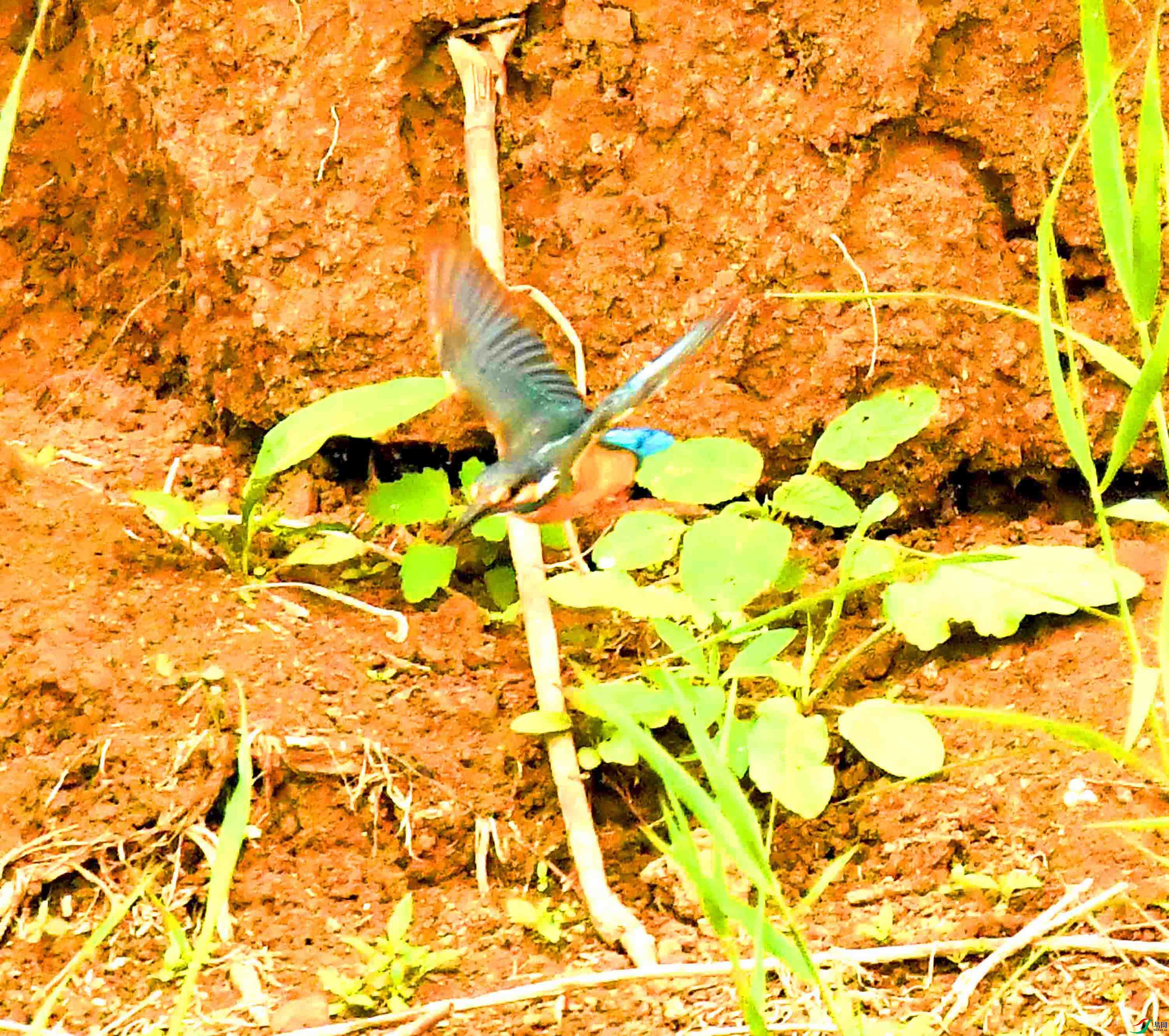 DSC_0977.JPG