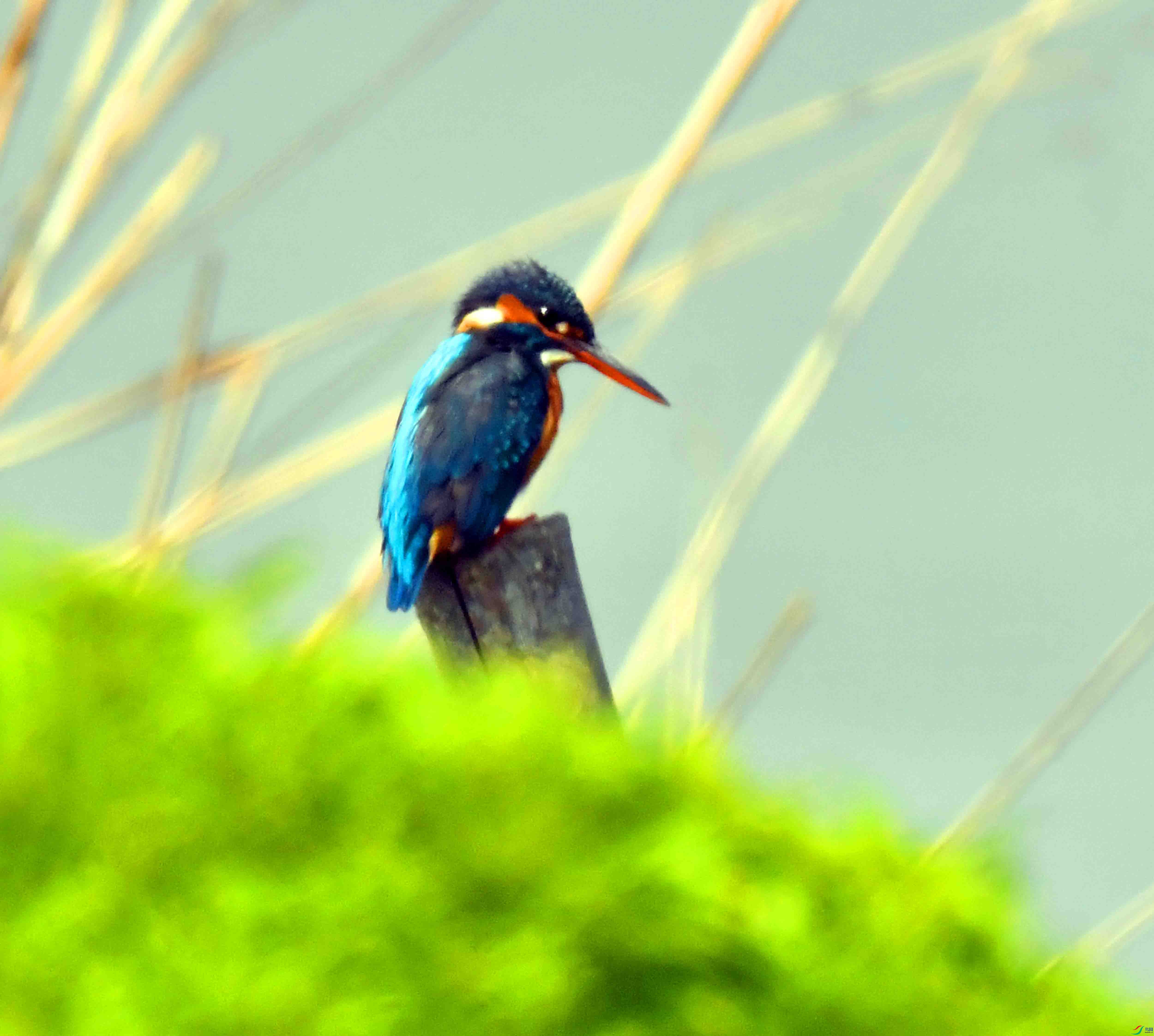 DSC_0981.JPG