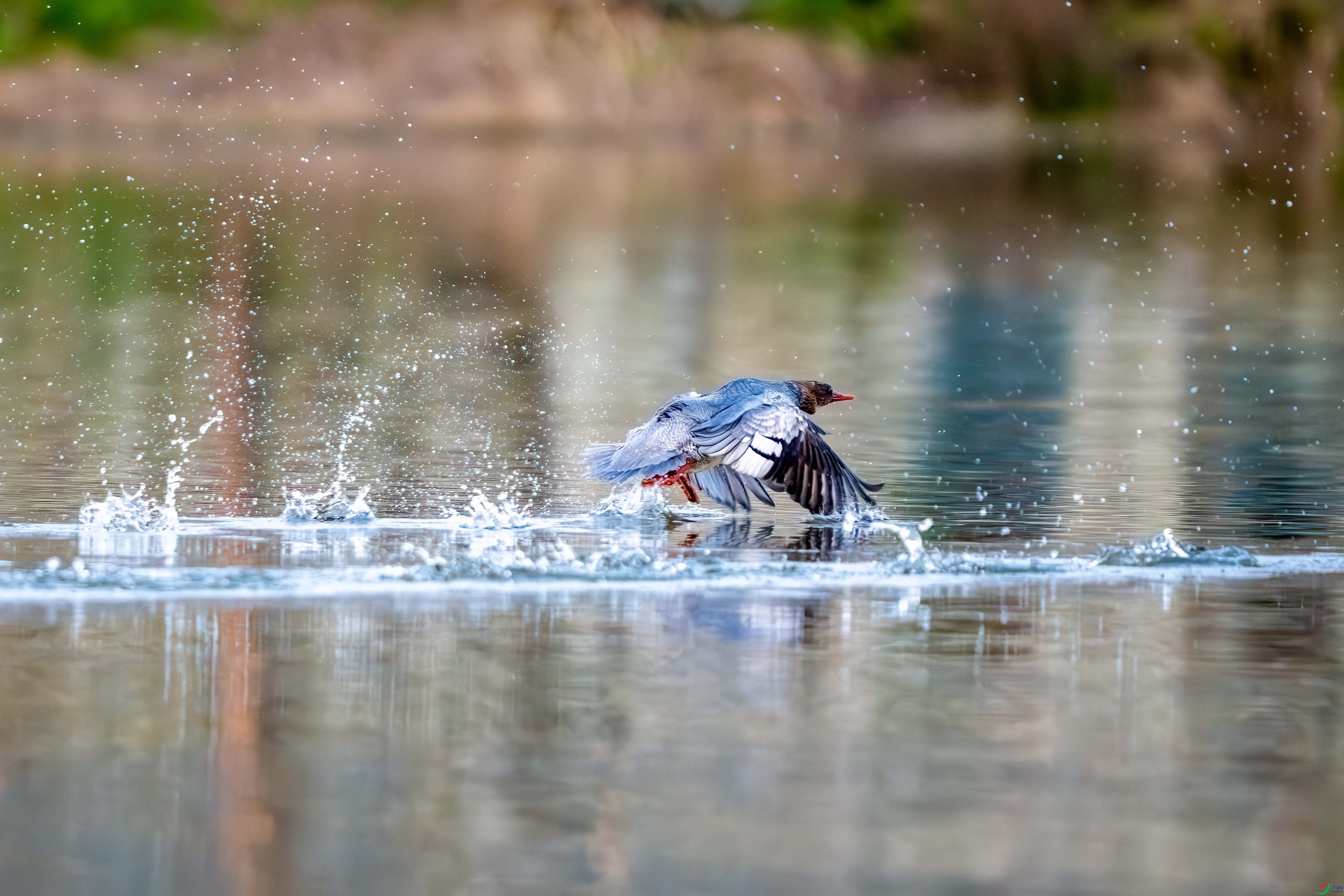 _DSC6109.jpg
