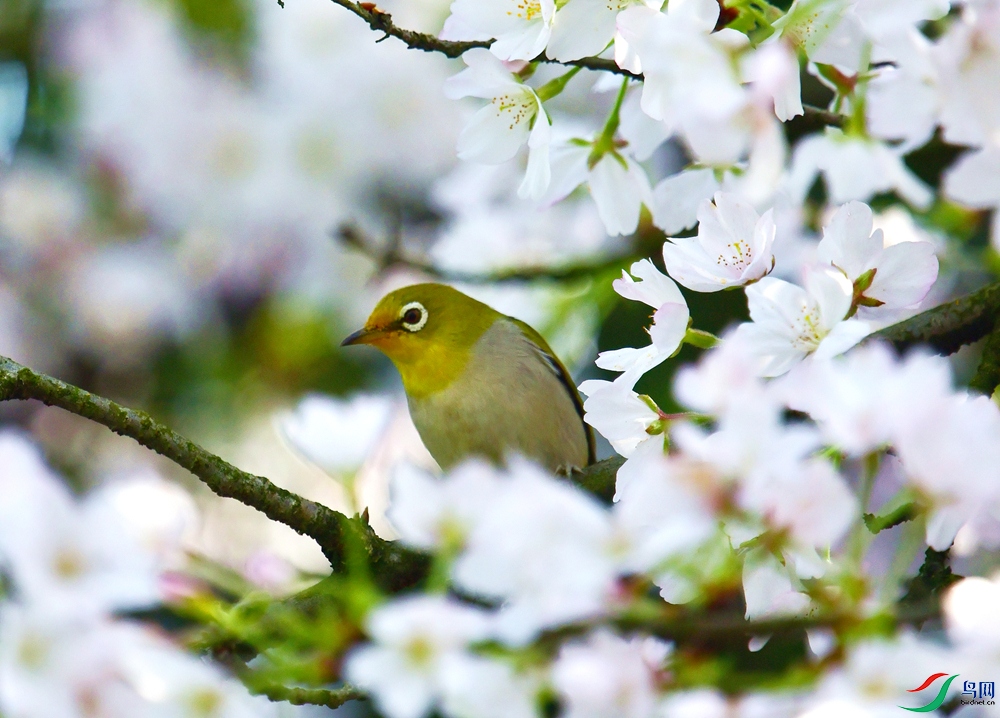 ӣ���������� (7).JPG