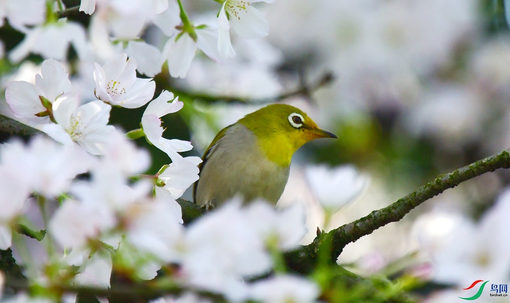 ӣ���������� (5).JPG