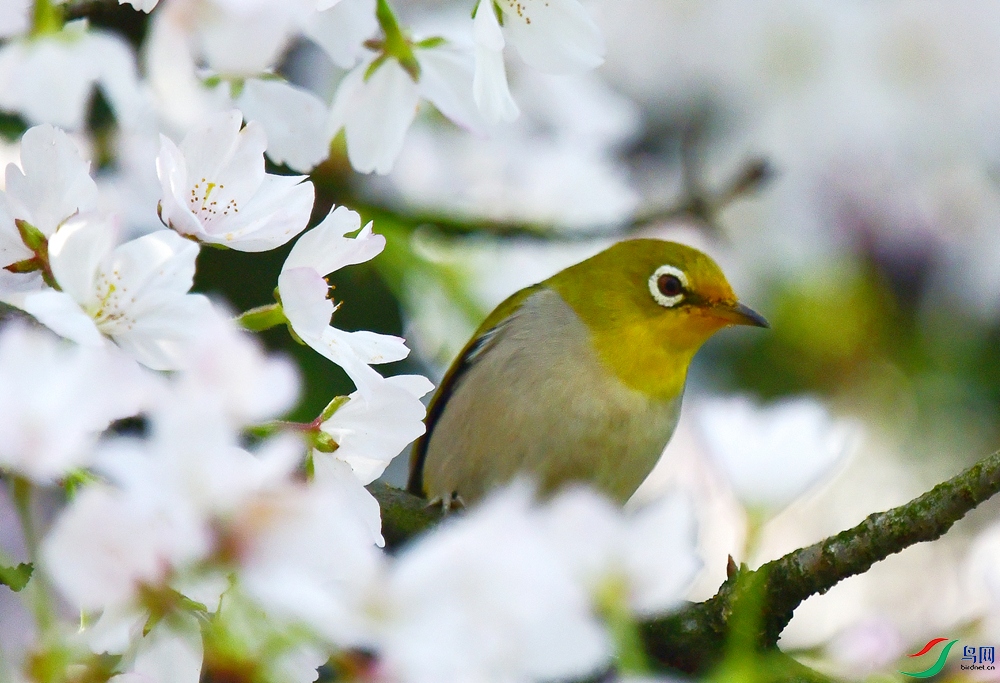 ӣ���������� (8).JPG