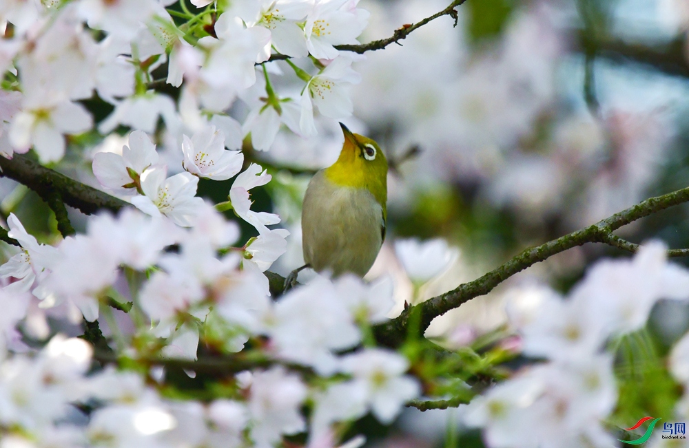 ӣ���������� (2).JPG