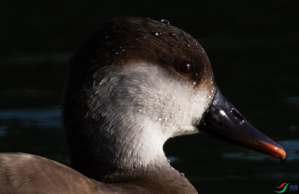 DSC_4041.jpg