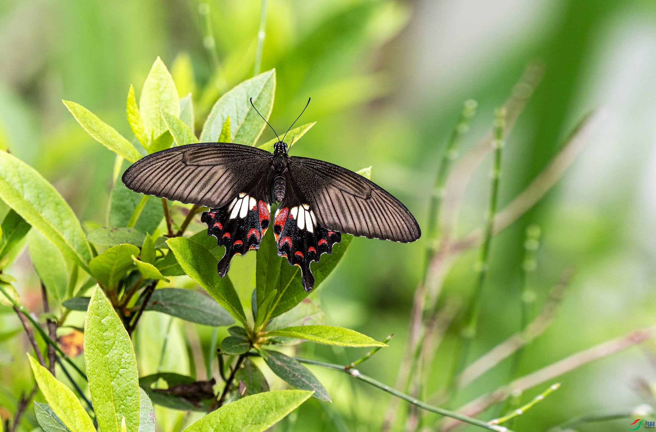 ������ (50)-01.jpg