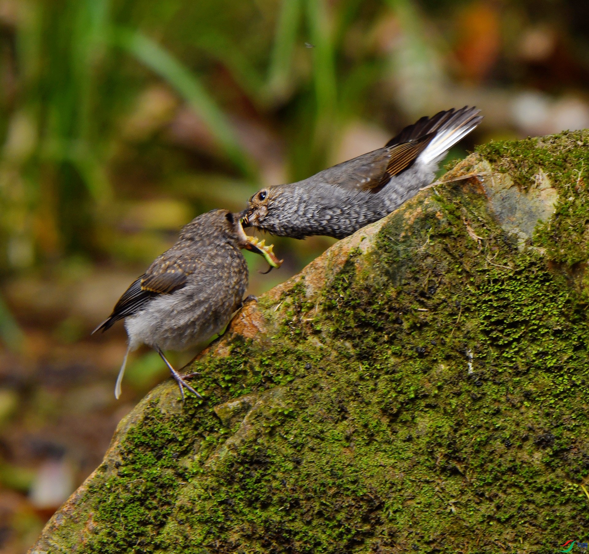 DSC_7603.jpg