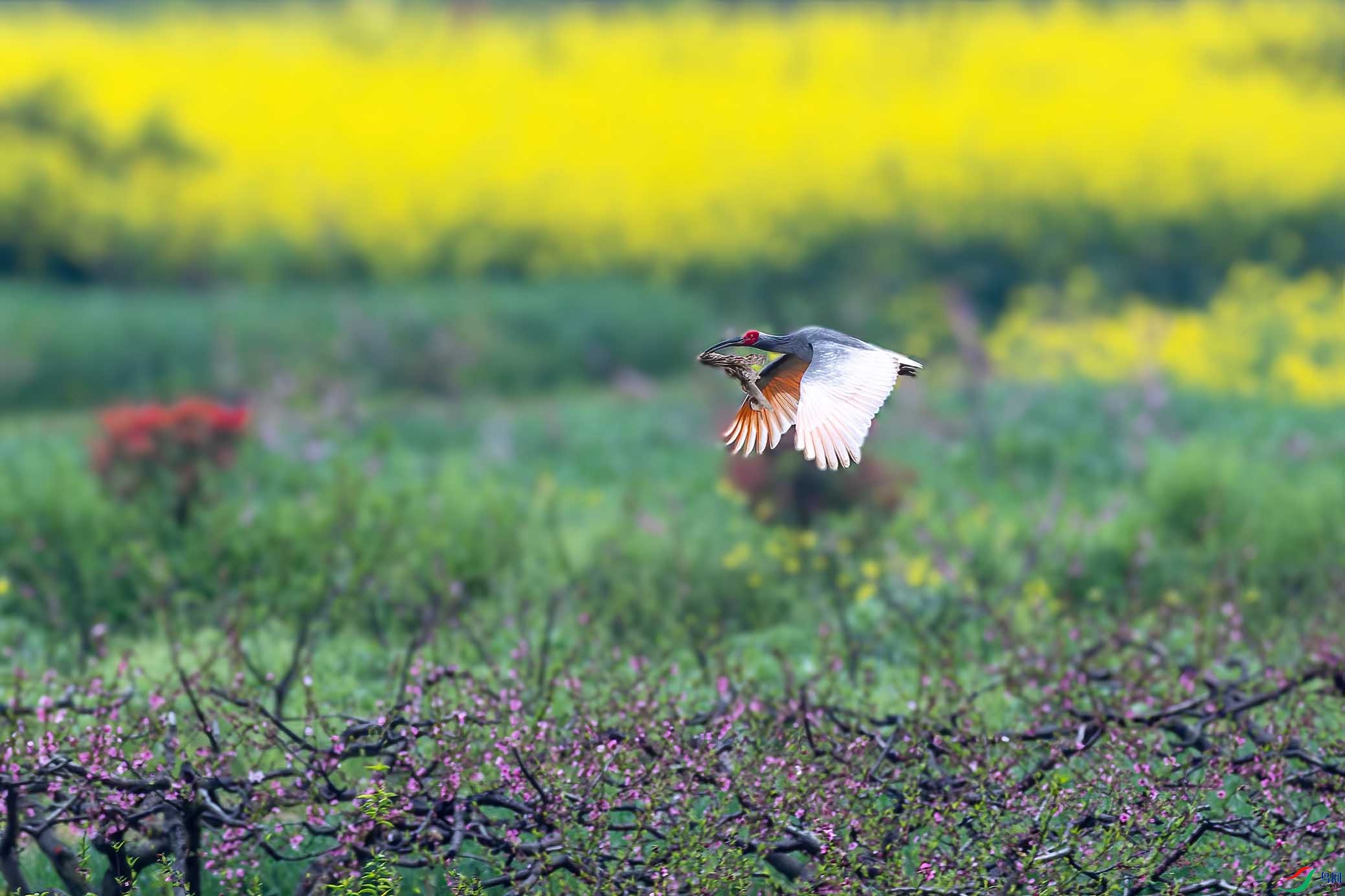 DSC_6198-����ǿ-NR ����.jpg