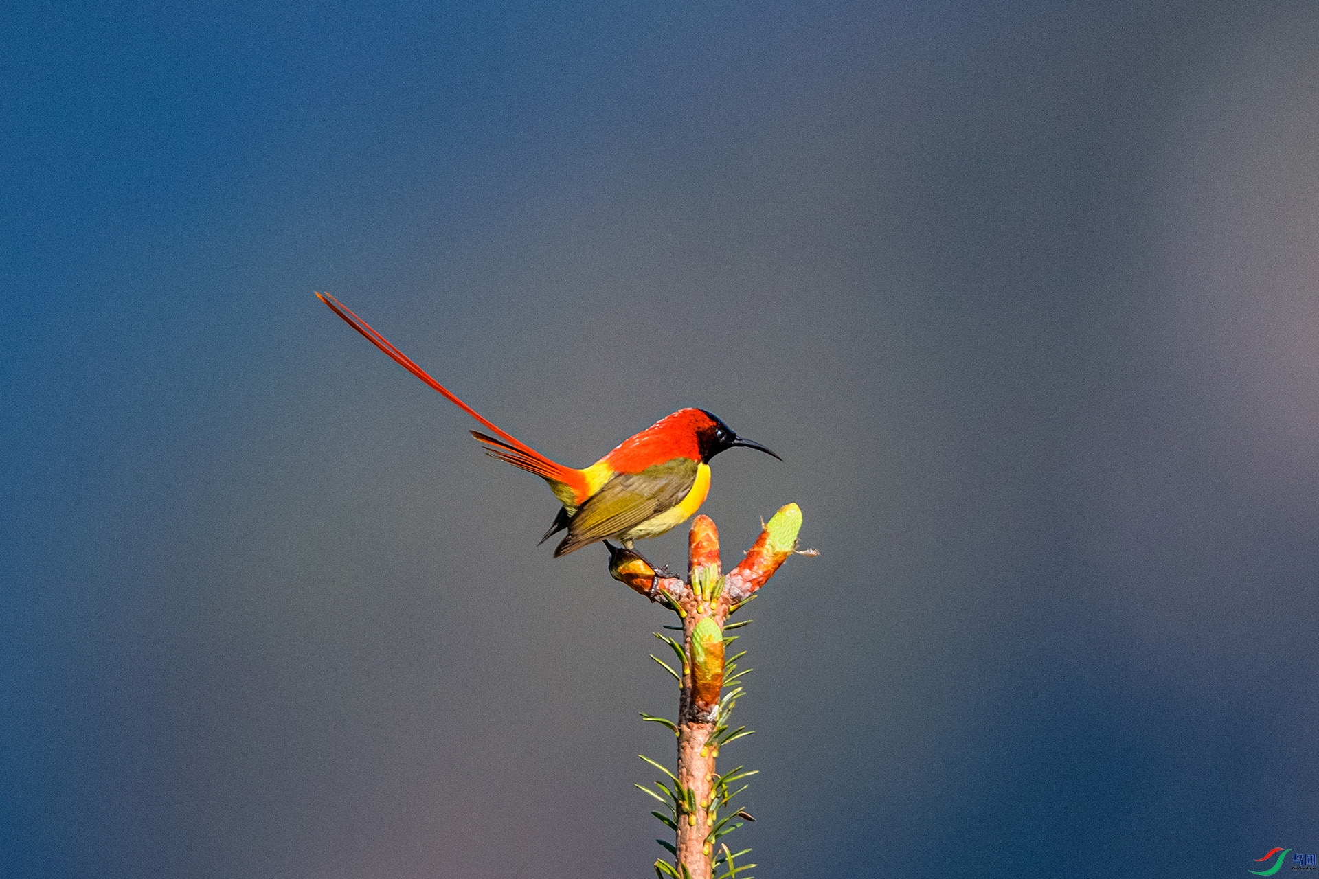 _AUU4708 ��β̫����(25.6.13).jpg