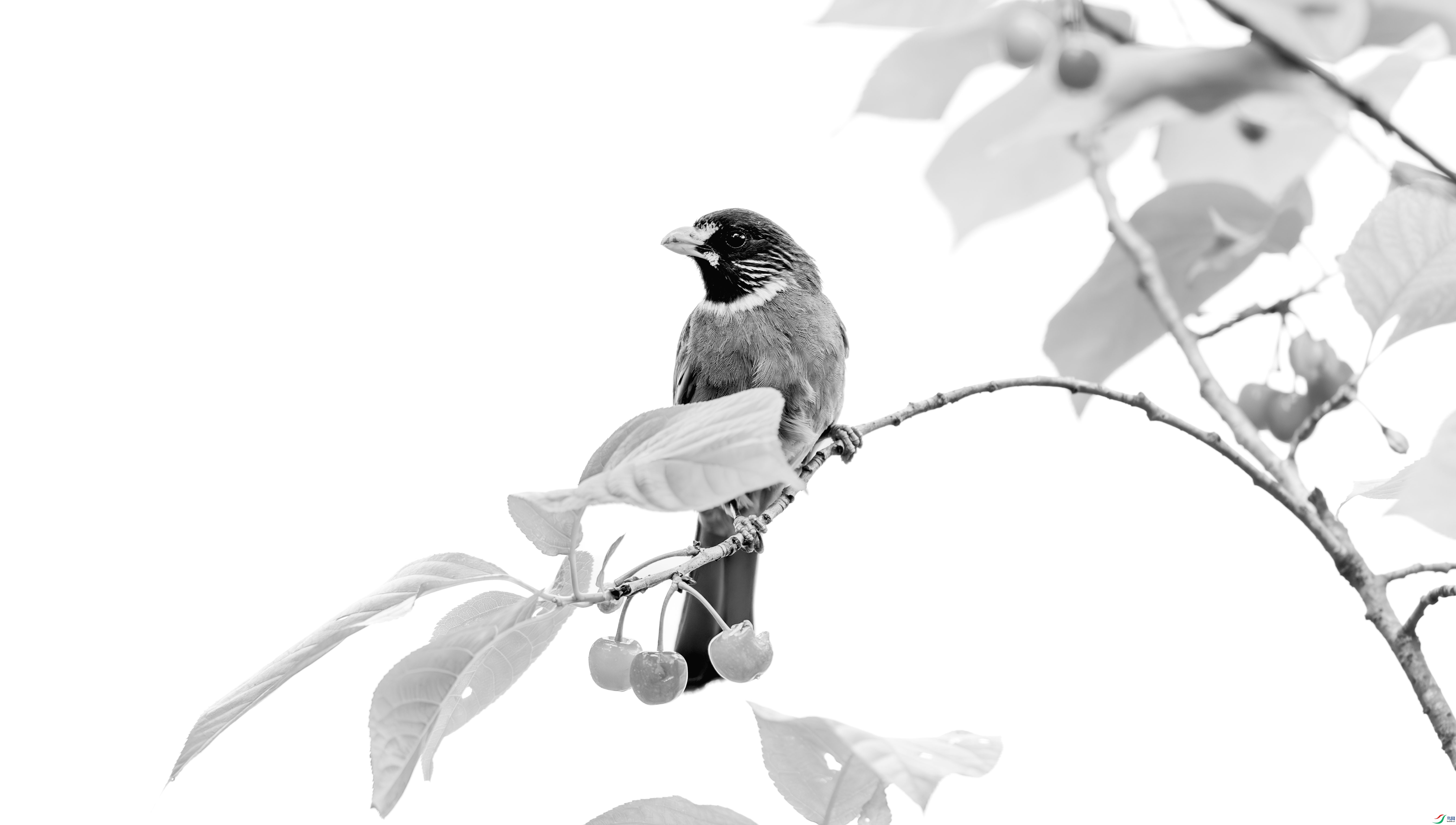 412A7187-����ǿ-����-1-2_����=00.jpg