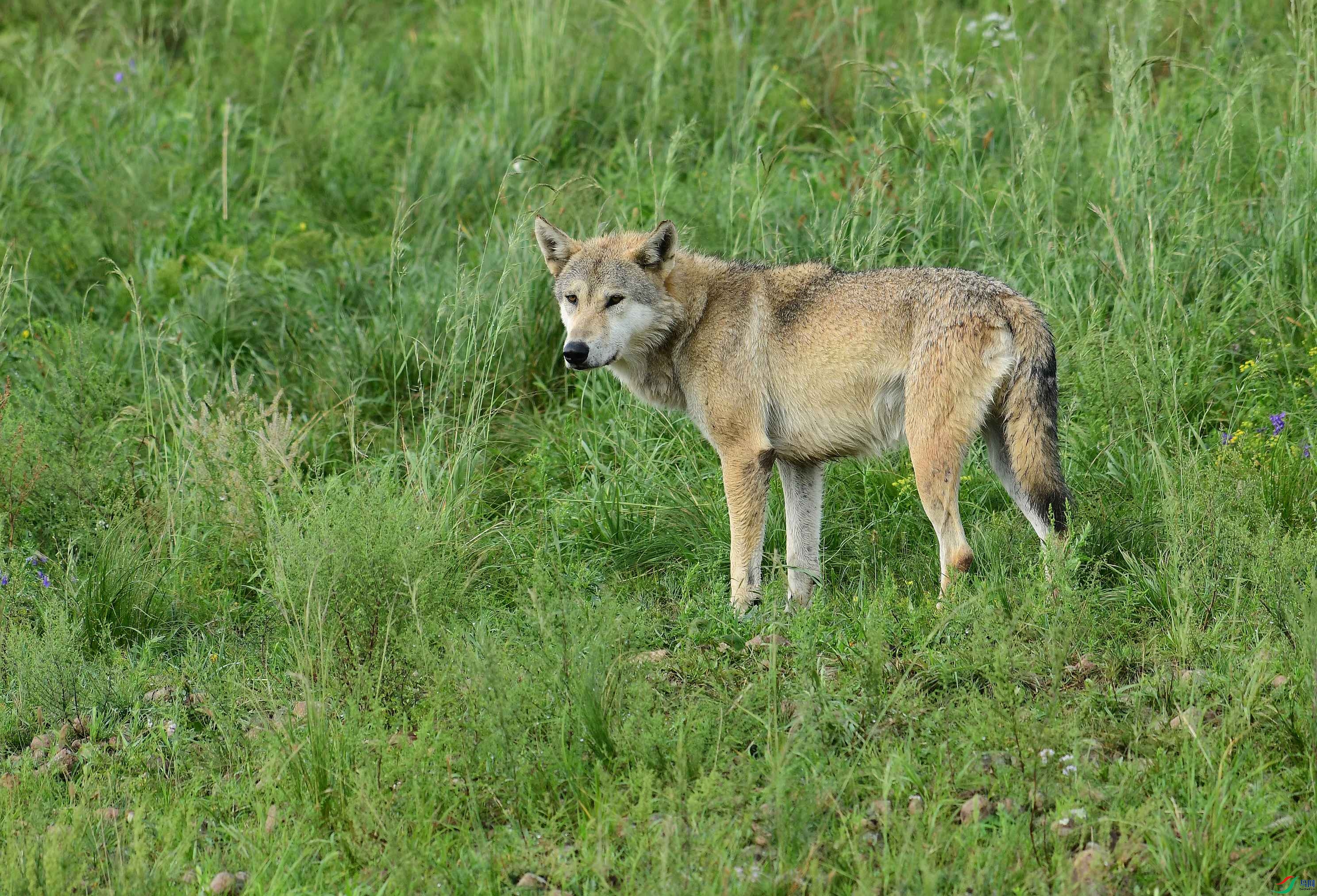 DSC_1480.JPG