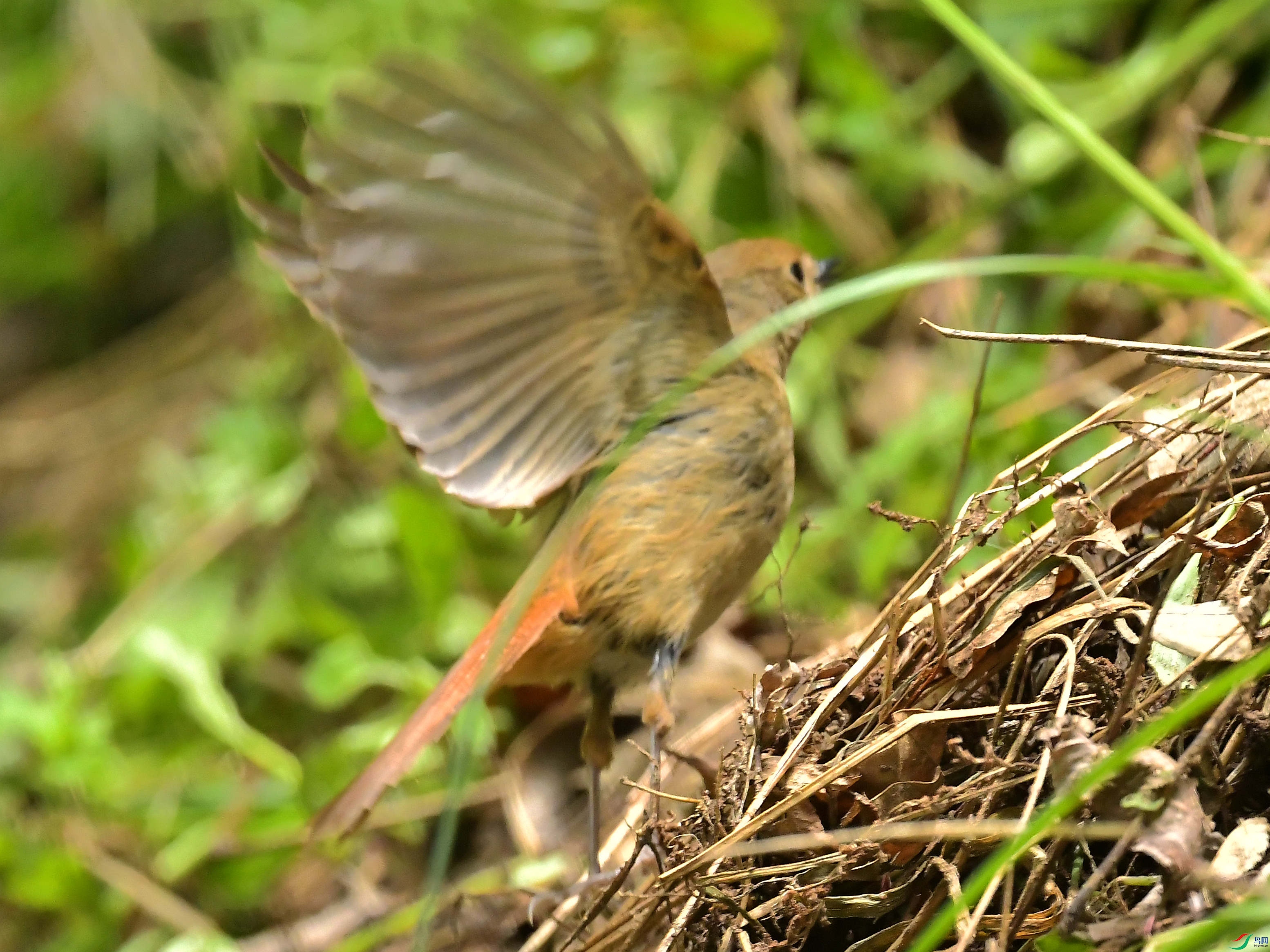 DSC_8348��.jpg