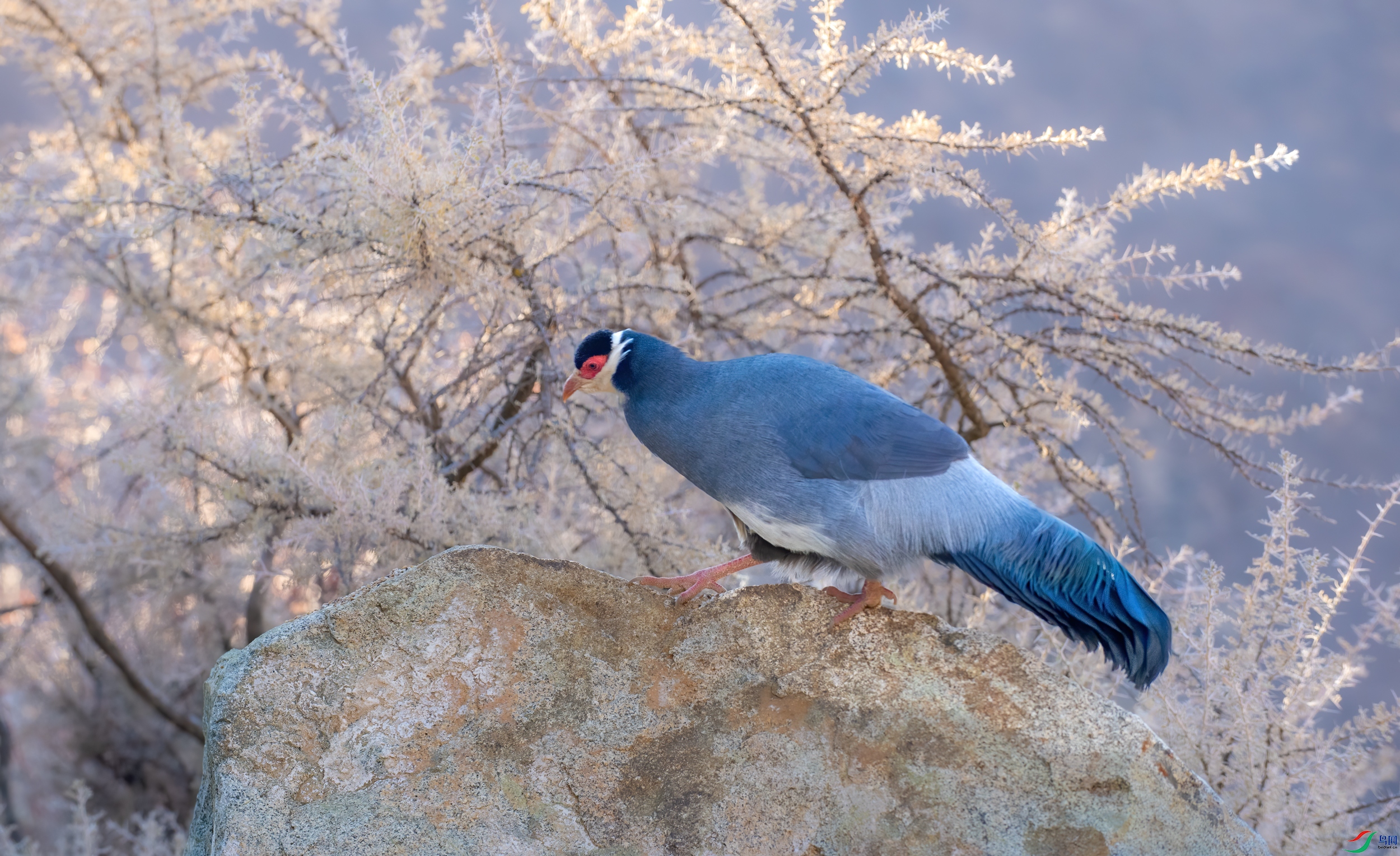 DSC_2584-11.jpg