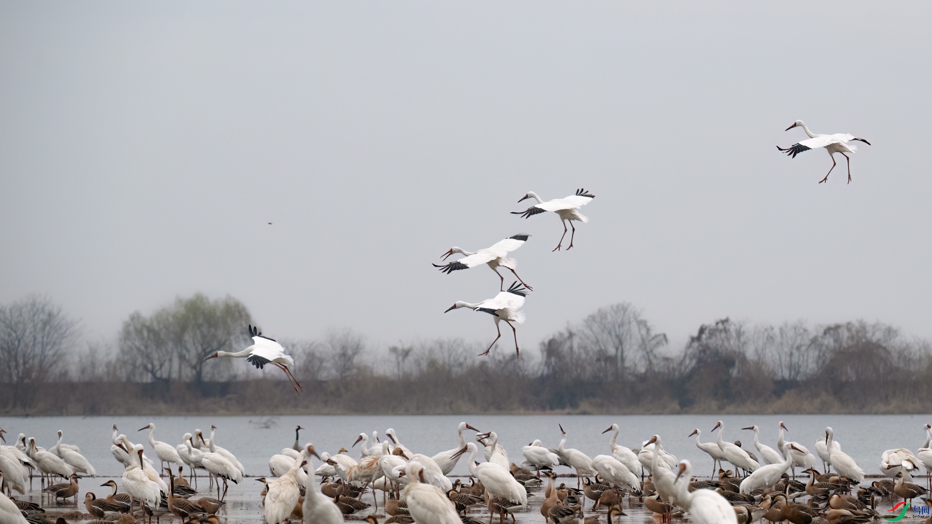 DSC_9669sen2026-2-27-66-�༭.jpg