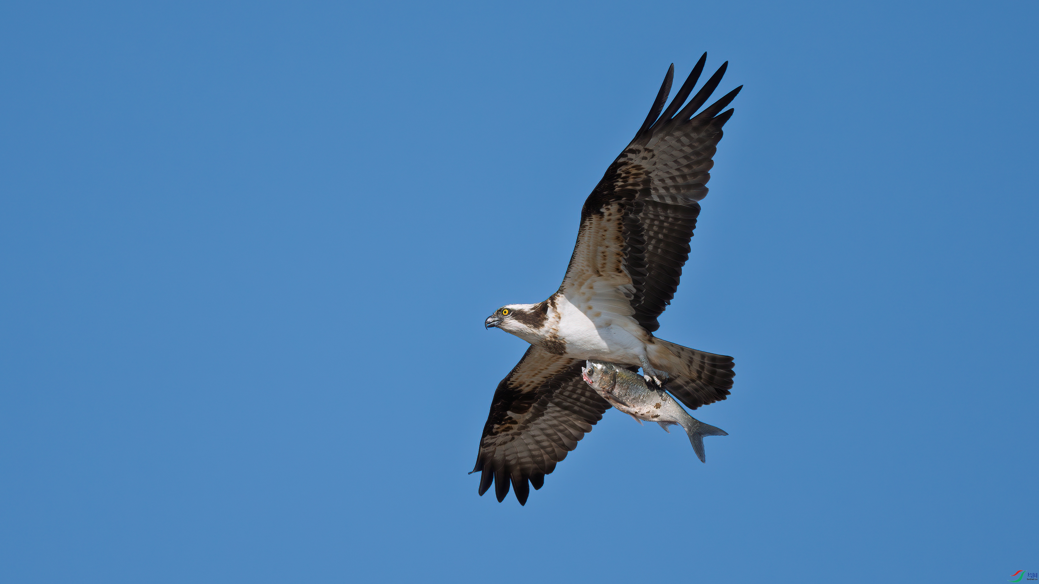 DSC08103-1.jpg