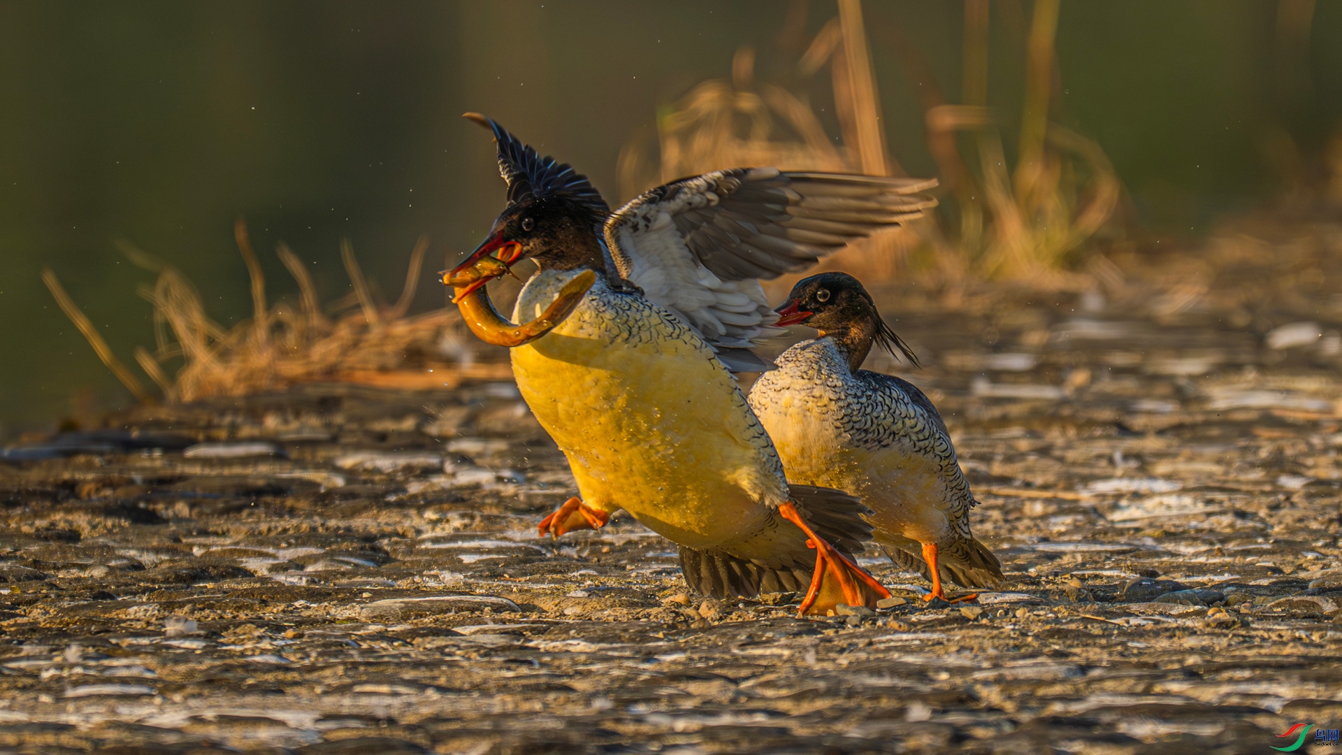 DSC_5305 ����_����.jpg