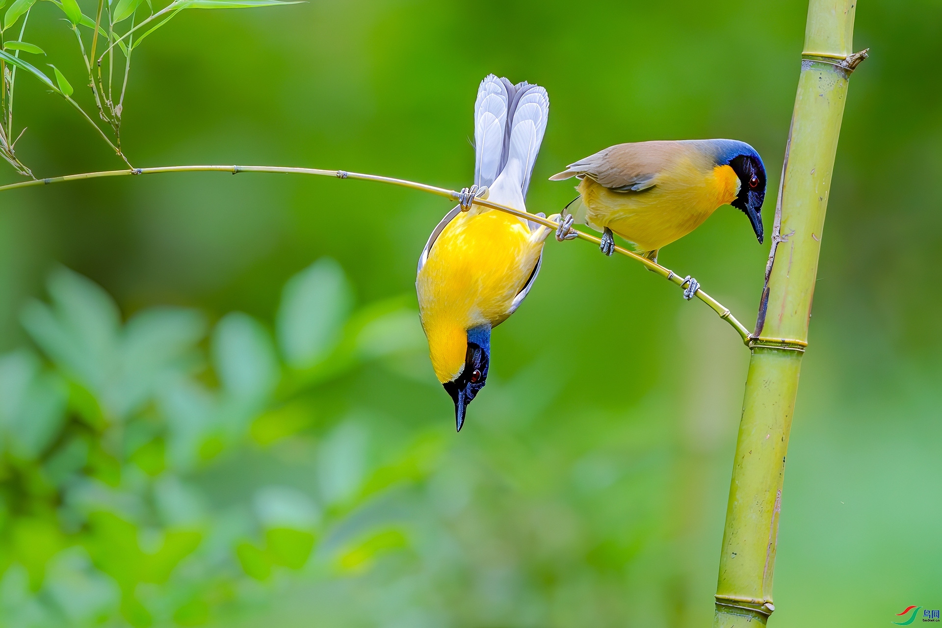 4.16 �ɵ���ʦ��Ʒ  �������  �ٻ�2026��4��16����Ӱʦ��ҳ����.jpg