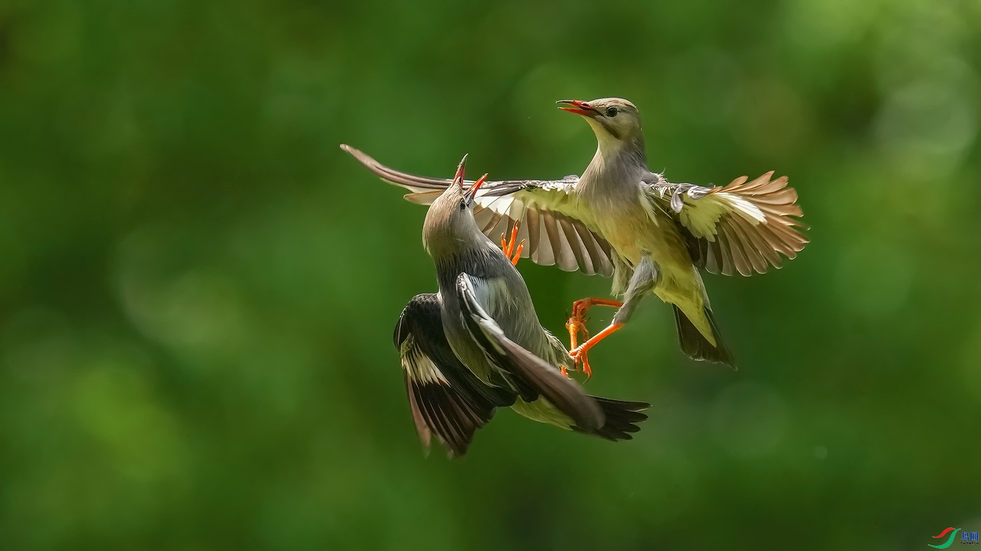 4.17 ��������ʦ��Ʒ  ˿�����  �ٻ�2026��4��17����Ӱʦ��ҳ����.jpg