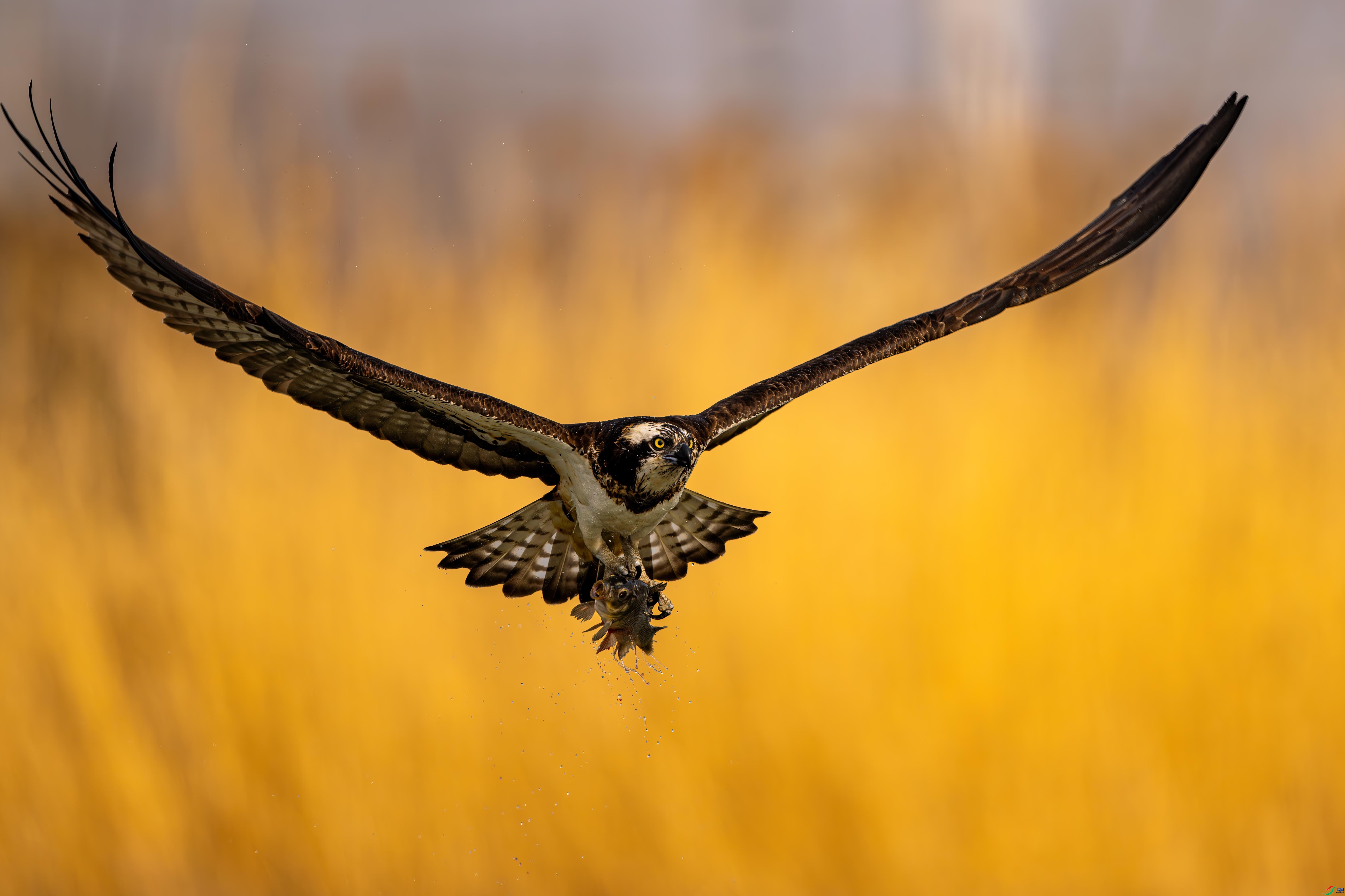 4.16�^����ʦ��Ʒ  ����  �ٻ�2026��4��16����Ӱʦ��ҳ����.jpg