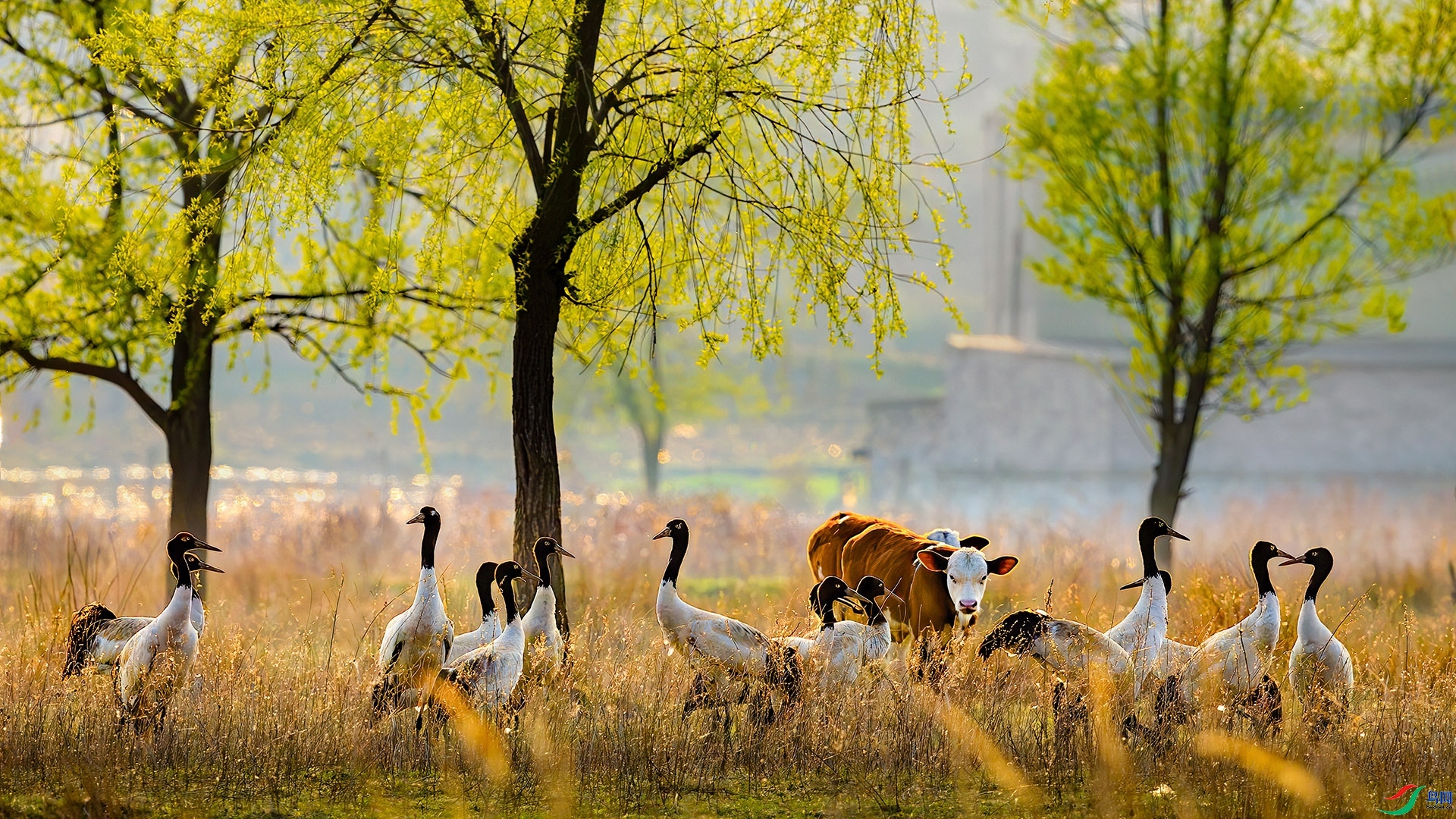 4.18 �ɵ���ʦ��Ʒ  Ϧ����������ţͬ��  �ٻ�2026��4��18����Ӱʦ��ҳ����.jpg